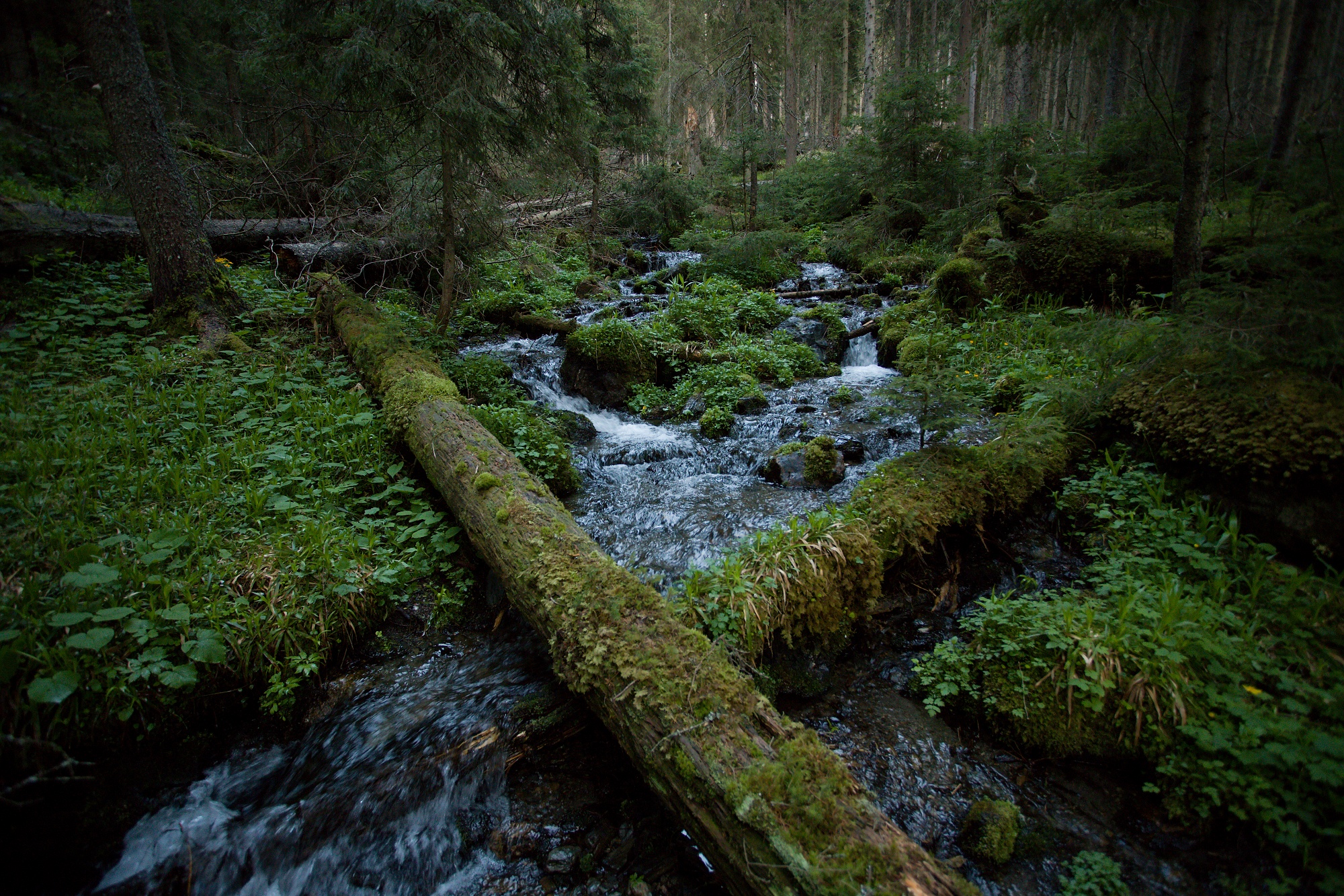 smrekový prales, spruce primary forest, Munții Giumalău, Romania Canon EOS 6d mark II + Canon 17-40mm, 19mm, 1/60, f4, ISO 1600, 6. jún 2021