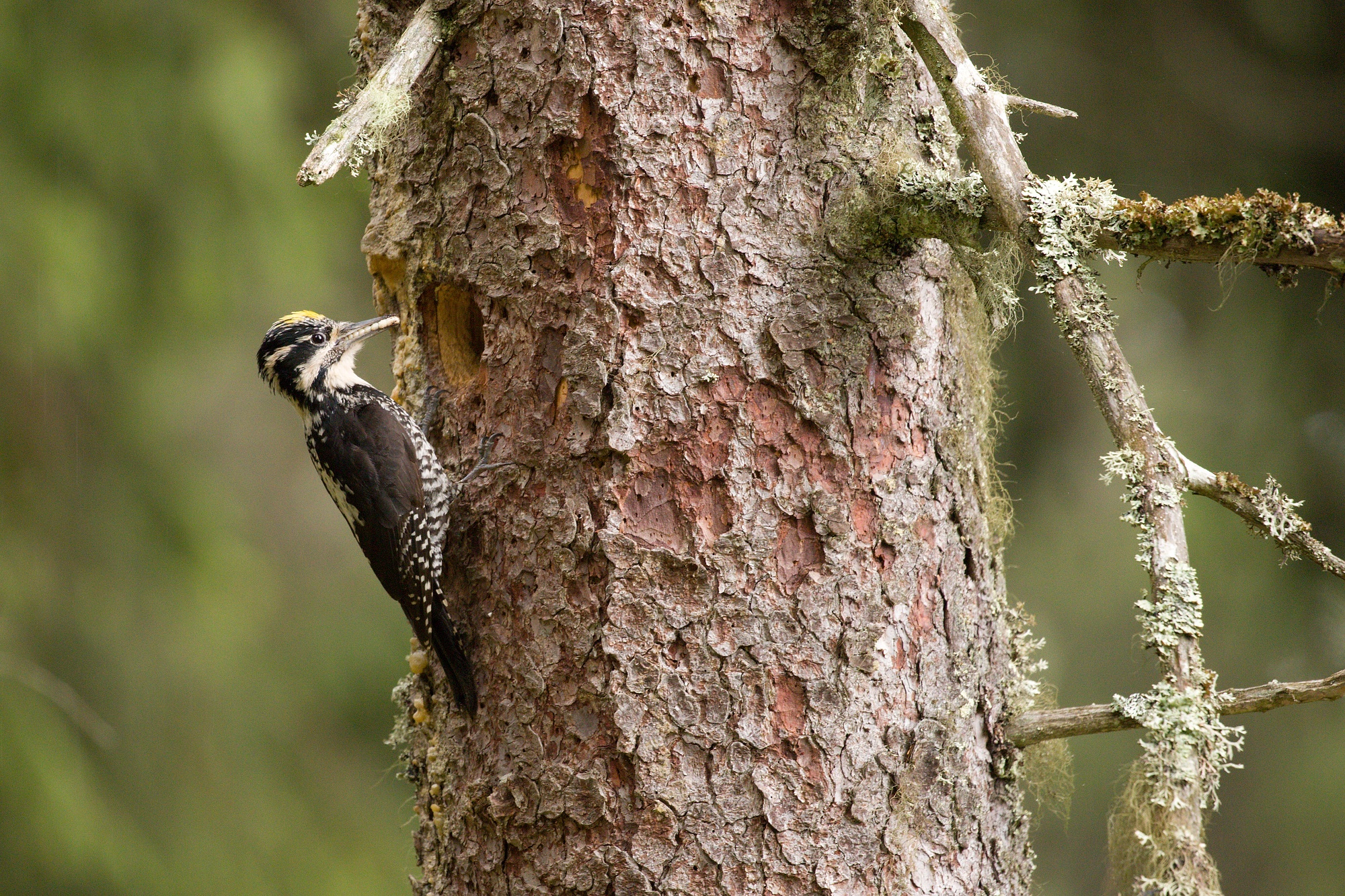 ďubník trojprstý (Picoides tridactylus) Three-toed woodpecker, Parcul National Calimani, Romania Canon EOS 6d mark II + Canon 100-400 f4.5-5.6 L IS II USM, 400mm, 1/100, f5.6, ISO 2000, 15. jún 2021