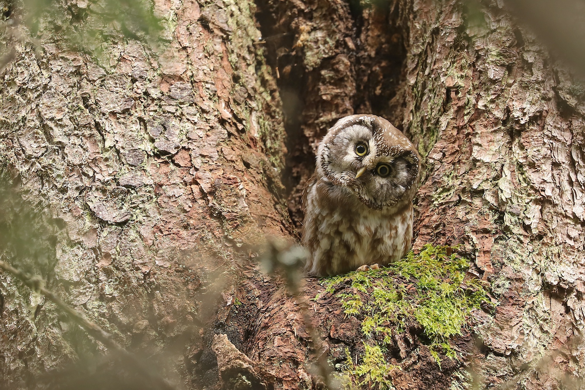 pôtik kapcavý (Aegolius funereus) Boreal owl, Parcul National Calimani, Romania Canon EOS 6d mark II + Canon 100-400 f4.5-5.6 L IS II USM, 400mm, 1/100, f5.6, ISO 1000, 15. jún 2021