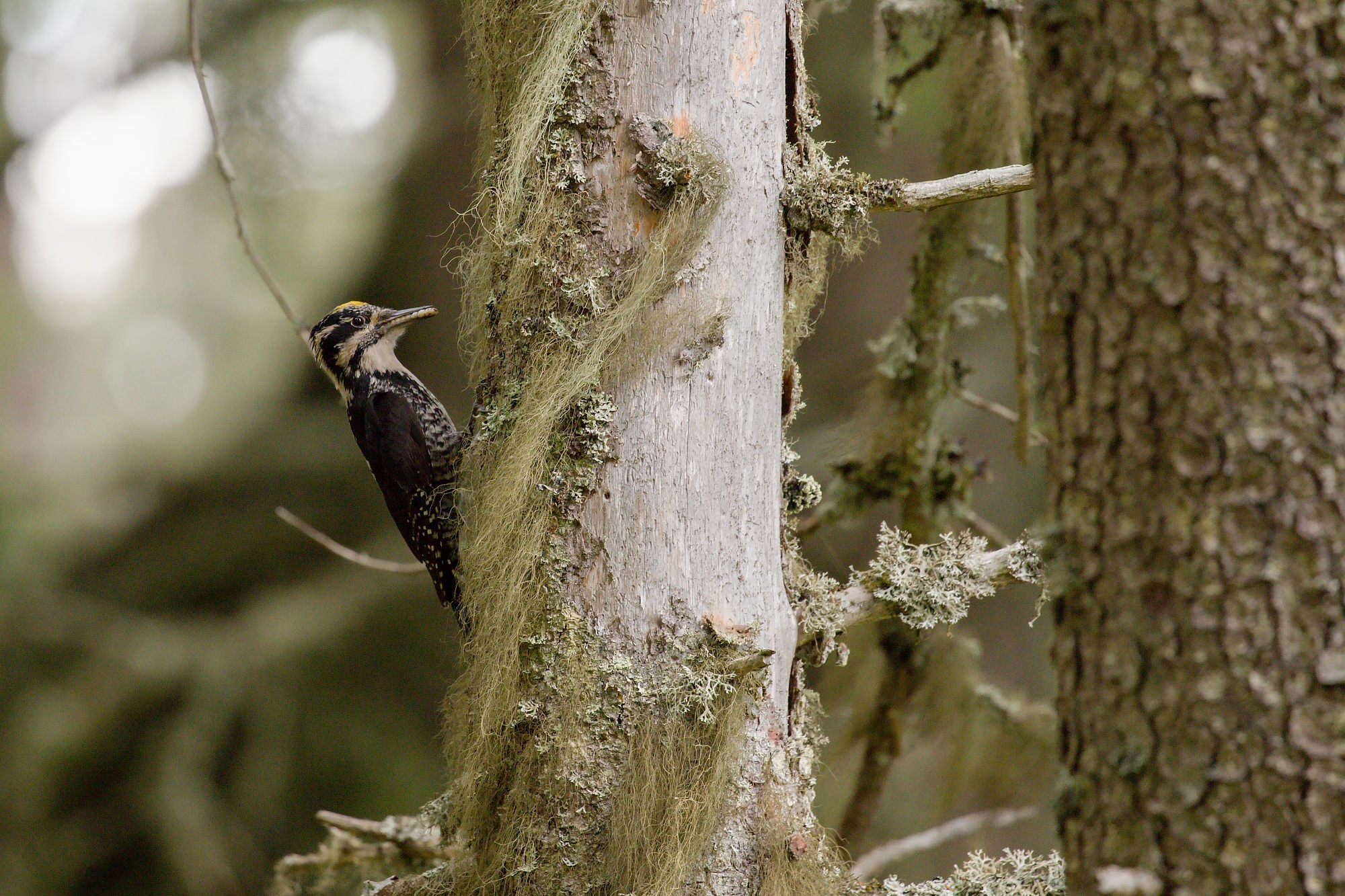 ďubník trojprstý (Picoides tridactylus) Three-toed woodpecker, Parcul National Calimani, Romania Canon EOS 6d mark II + Canon 100-400 f4.5-5.6 L IS II USM, 400mm, 1/160, f5.6, ISO 2000, 15. jún 2021