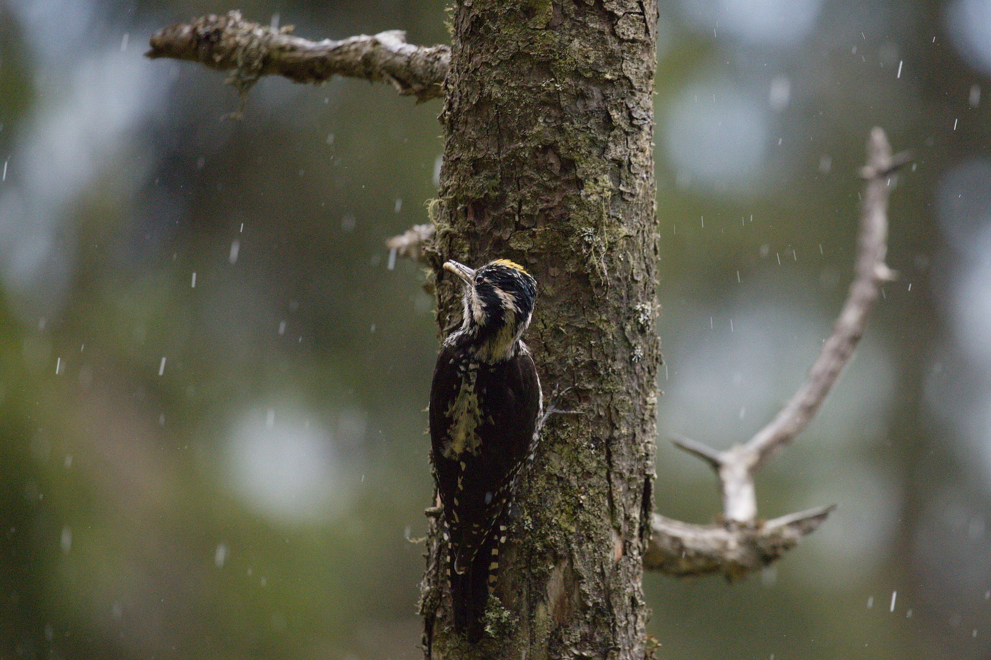ďubník trojprstý (Picoides tridactylus) Three-toed woodpecker, Parcul National Calimani, Romania Canon EOS 6d mark II + Canon 100-400 f4.5-5.6 L IS II USM, 400mm, 1/640, f5.6, ISO 2000, 15. jún 2021