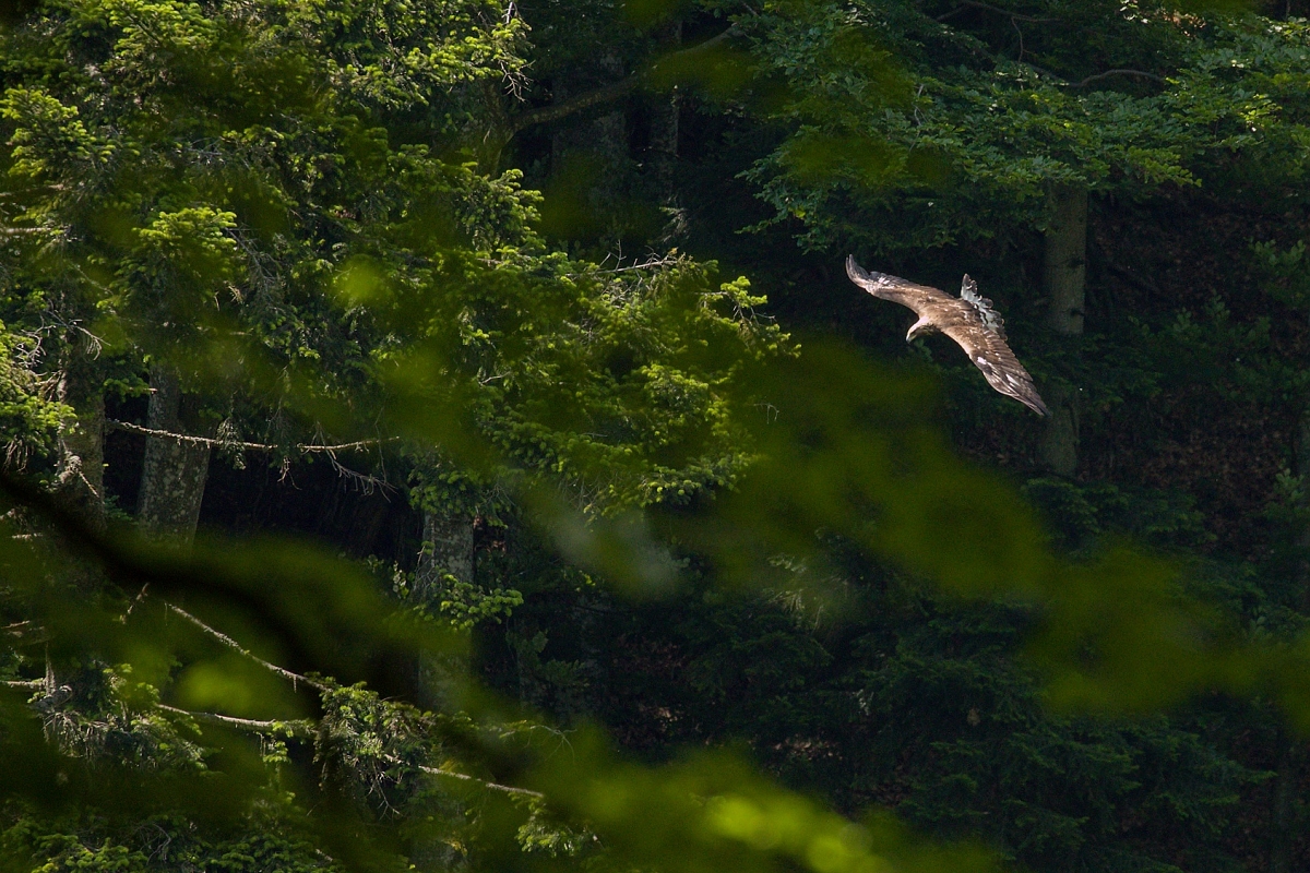 orol skalný (Aquila chrysaetos) Golden eagle, Munții Maramureșului, Romania Canon EOS 6d mark II + Canon 100-400 f4.5-5.6 L IS II USM, 400mm, 1/800, f5.6, ISO 1250, 21. jún 2021