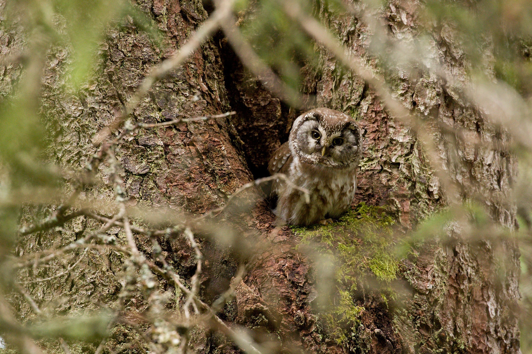 pôtik kapcavý (Aegolius funereus) Boreal owl, Parcul National Calimani, Romania Canon EOS 6d mark II + Canon 100-400 f4.5-5.6 L IS II USM, 400mm, 1/60, f7.1, ISO 1600, 15. jún 2021