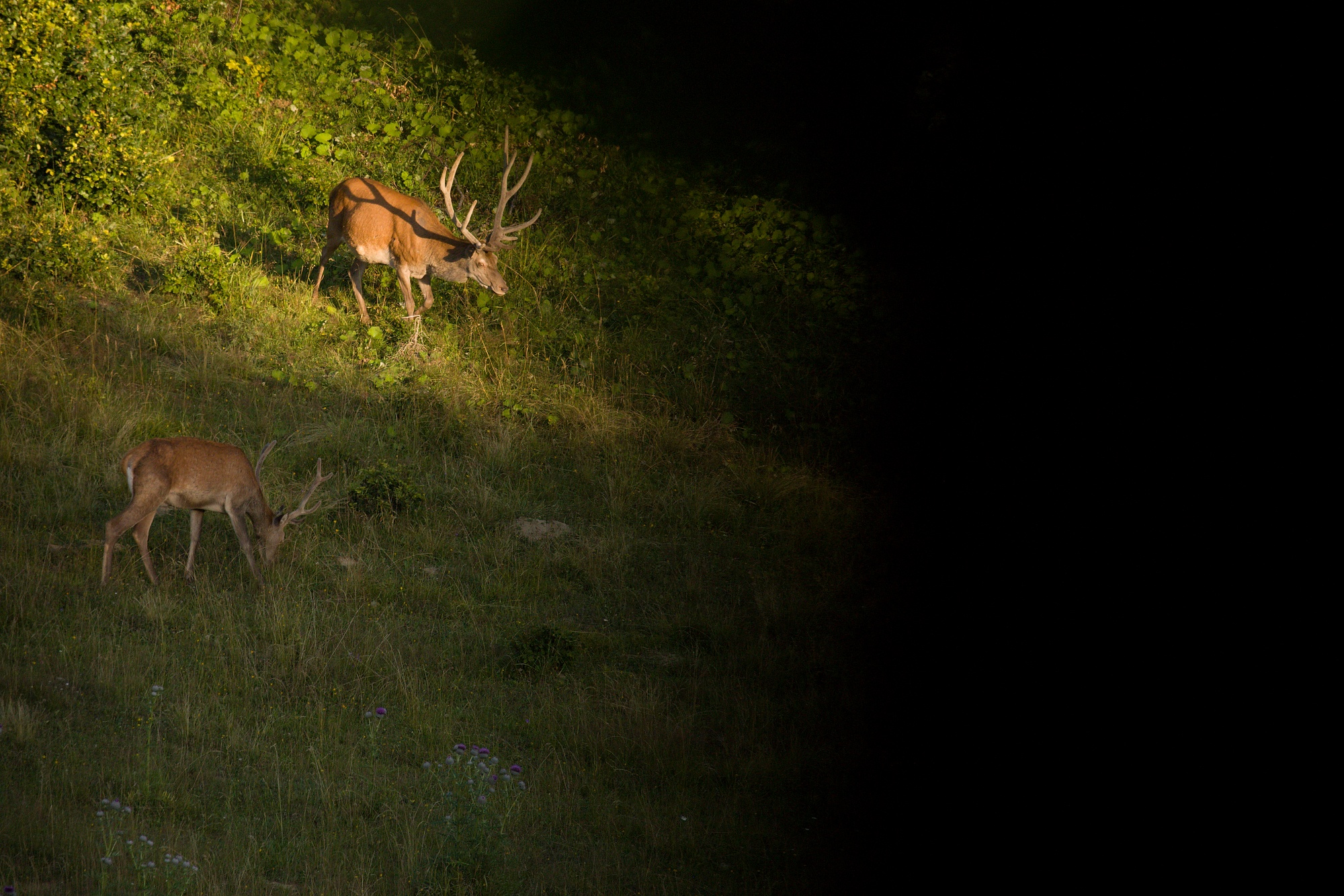 jeleň lesný (Cervus elaphus) Red deer, Malá Fatra, Slovensko Canon EOS 6d mark II + Canon 100-400 f4.5-5.6 L IS II USM, 400mm, 1/800, f5.6, ISO 1000, 3. august 2021