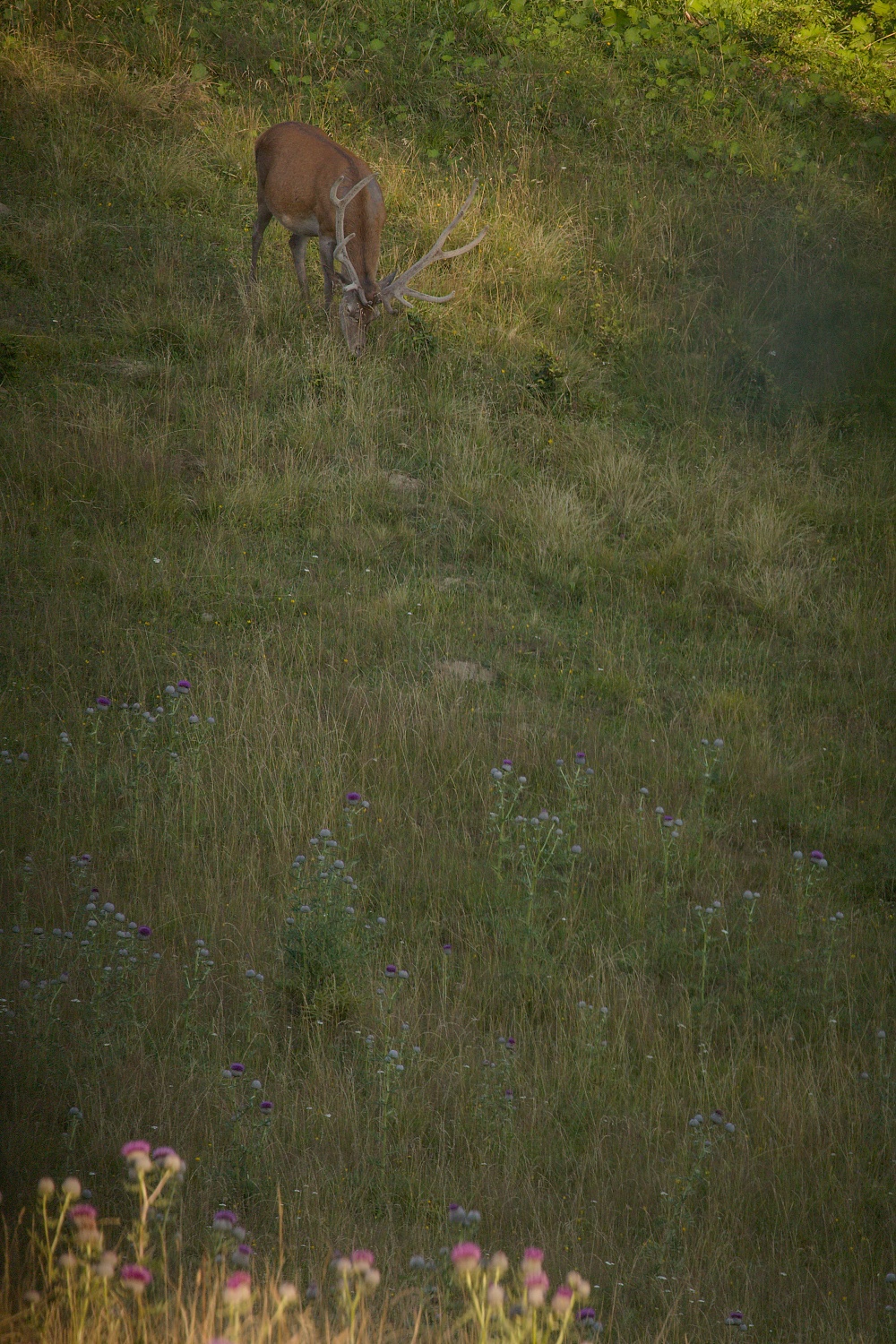 jeleň lesný (Cervus elaphus) Red deer, Malá Fatra, Slovensko Canon EOS 6d mark II + Canon 100-400 f4.5-5.6 L IS II USM, 400mm, 1/320, f5.6, ISO 1000, 3. august 2021
