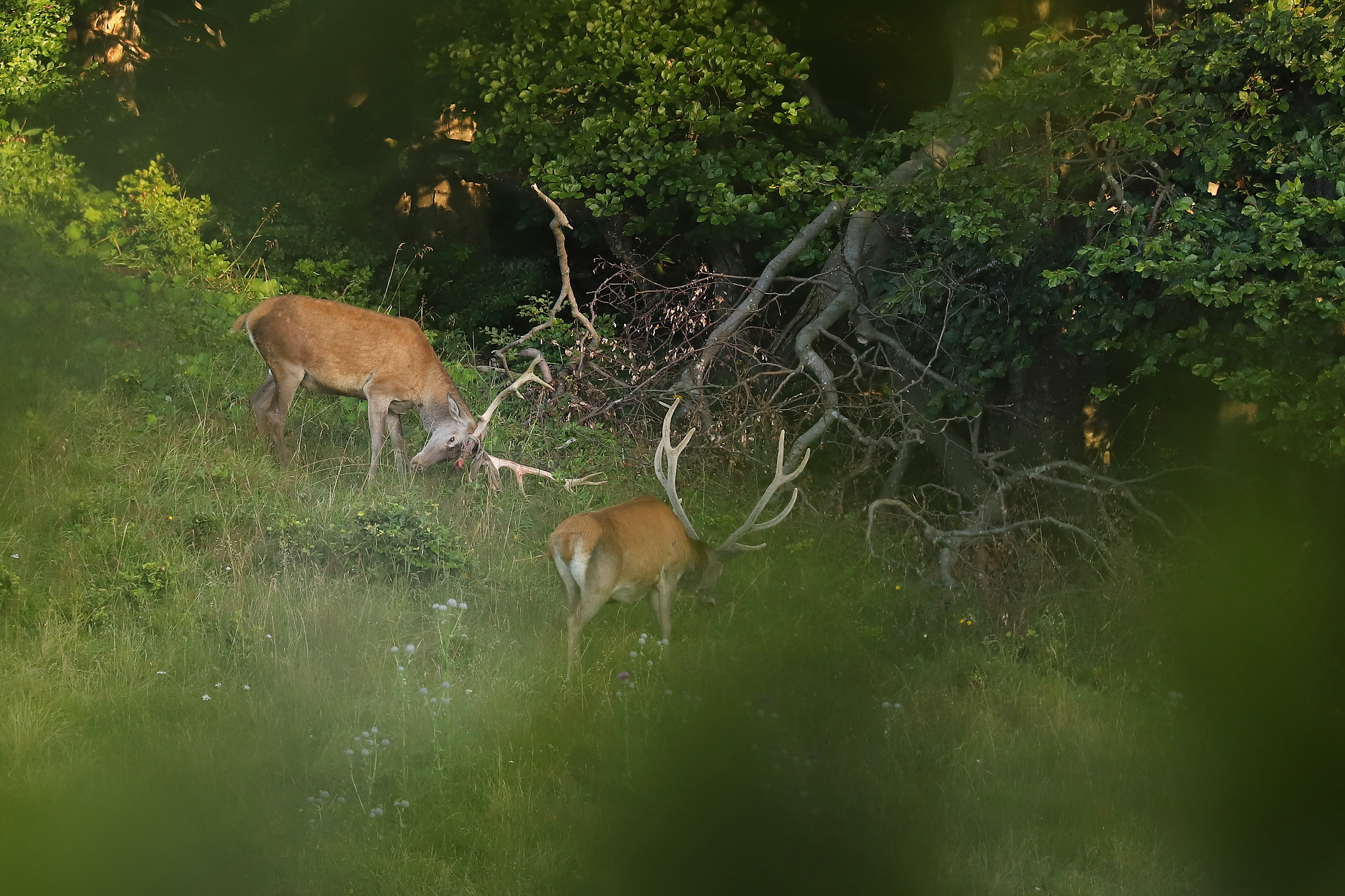 jeleň lesný (Cervus elaphus) Red deer, Malá Fatra, Slovensko Canon EOS 6d mark II + Canon 100-400 f4.5-5.6 L IS II USM, 400mm, 1/400, f5.6, ISO 1000, 3. august 2021