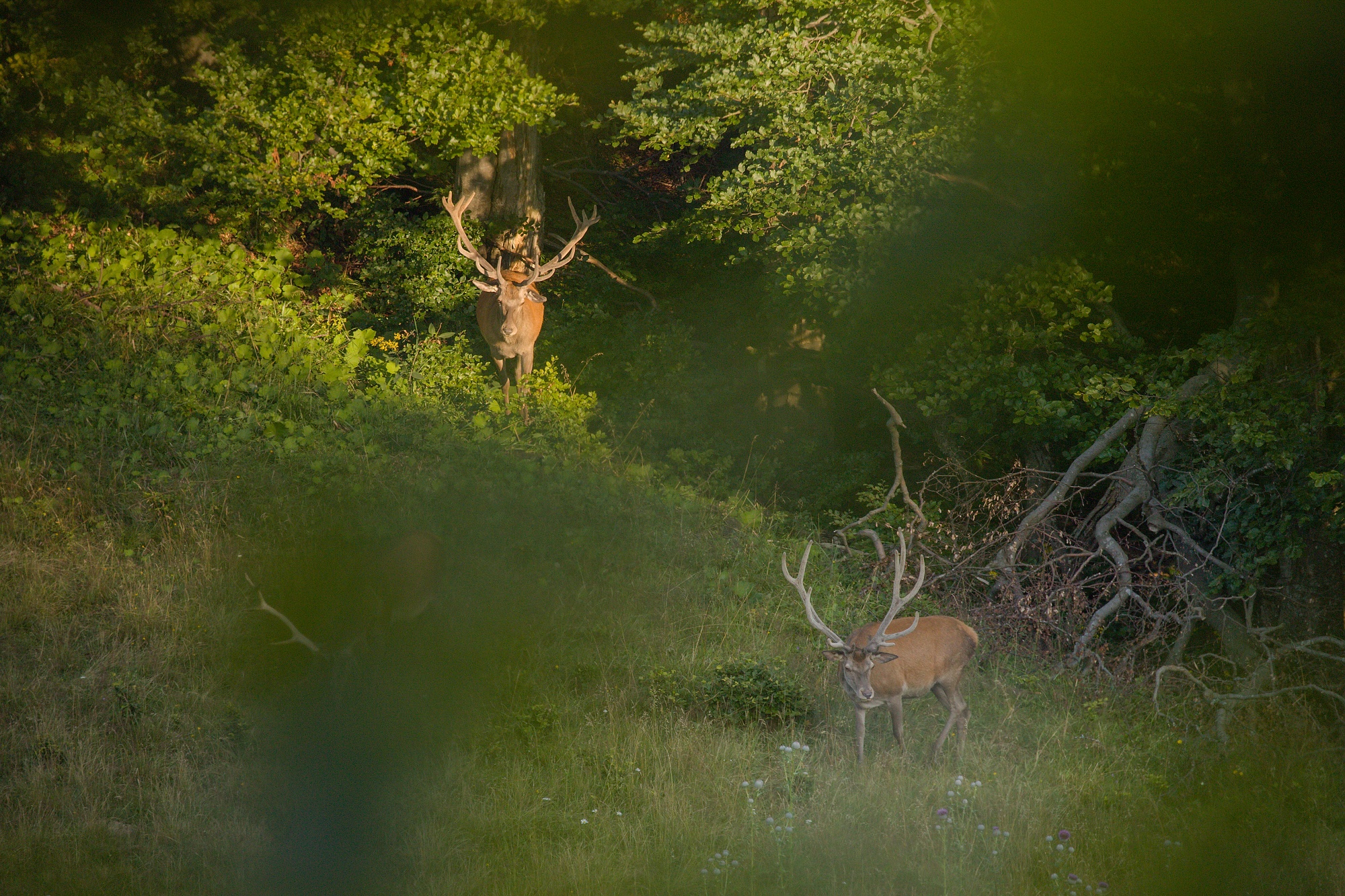 jeleň lesný (Cervus elaphus) Red deer, Malá Fatra, Slovensko Canon EOS 6d mark II + Canon 100-400 f4.5-5.6 L IS II USM, 400mm, 1/400, f5.6, ISO 1000, 3. august 2021