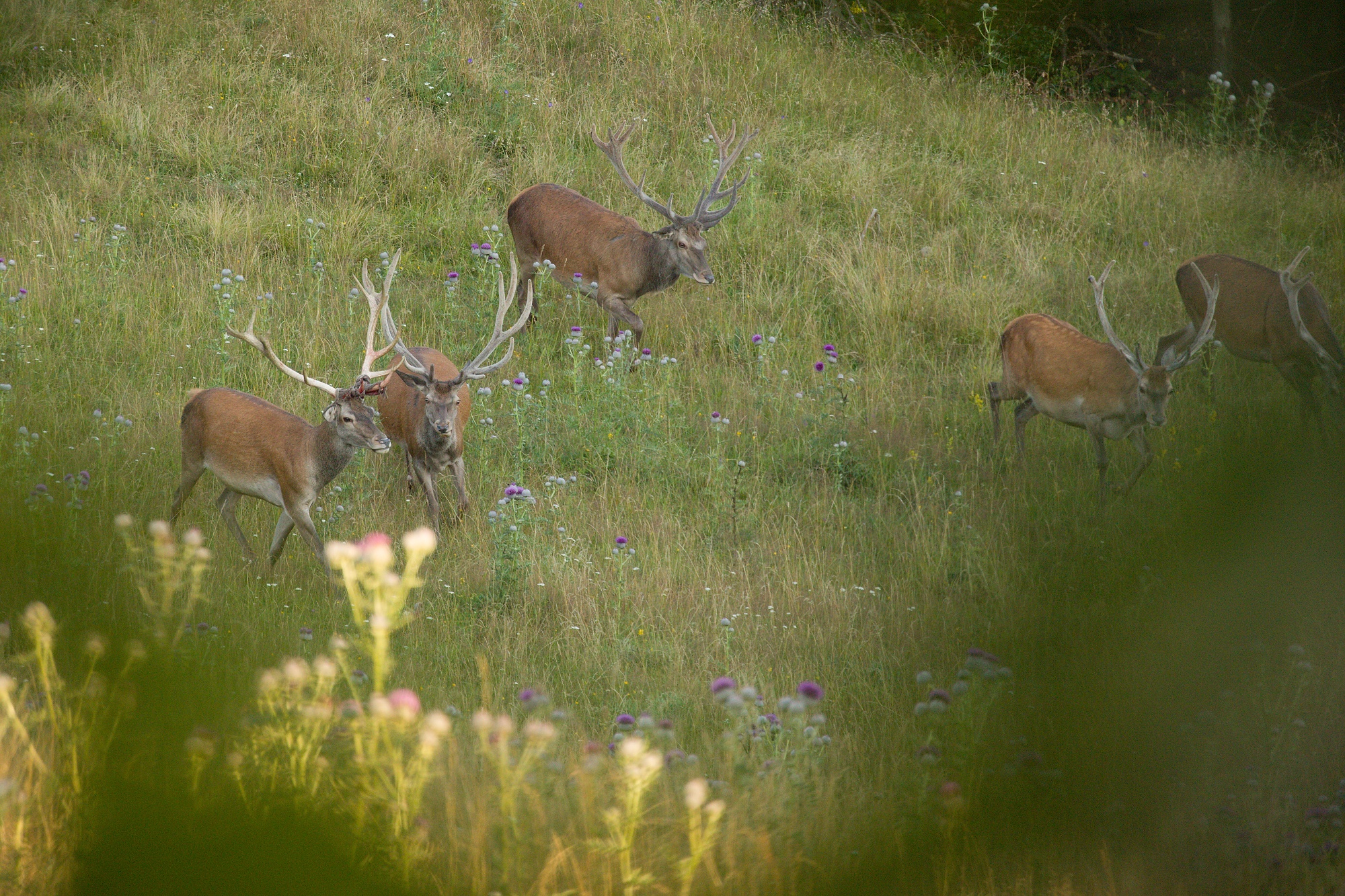 jeleň lesný (Cervus elaphus) Red deer, Malá Fatra, Slovensko Canon EOS 6d mark II + Canon 100-400 f4.5-5.6 L IS II USM, 400mm, 1/500, f5.6, ISO 1000, 3. august 2021