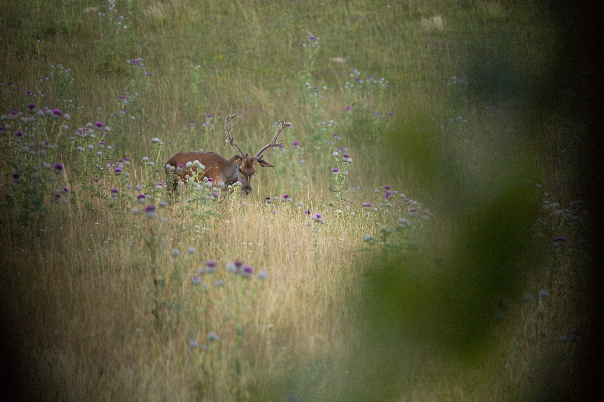 jeleň lesný (Cervus elaphus) Red deer, Malá Fatra, Slovensko Canon EOS 6d mark II + Canon 100-400 f4.5-5.6 L IS II USM, 400mm, 1/640, f5.6, ISO 1000, 3. august 2021