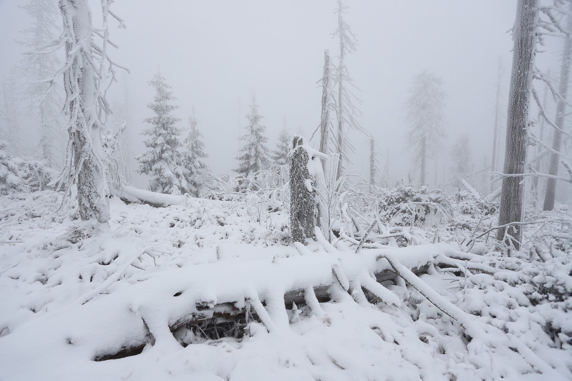 smrekový prales, spruce primary forest Slovensko Canon EOS 6d mark II + Canon 17-40mm, 17mm, 1/800, f4.5, ISO 250, 29. november 2021