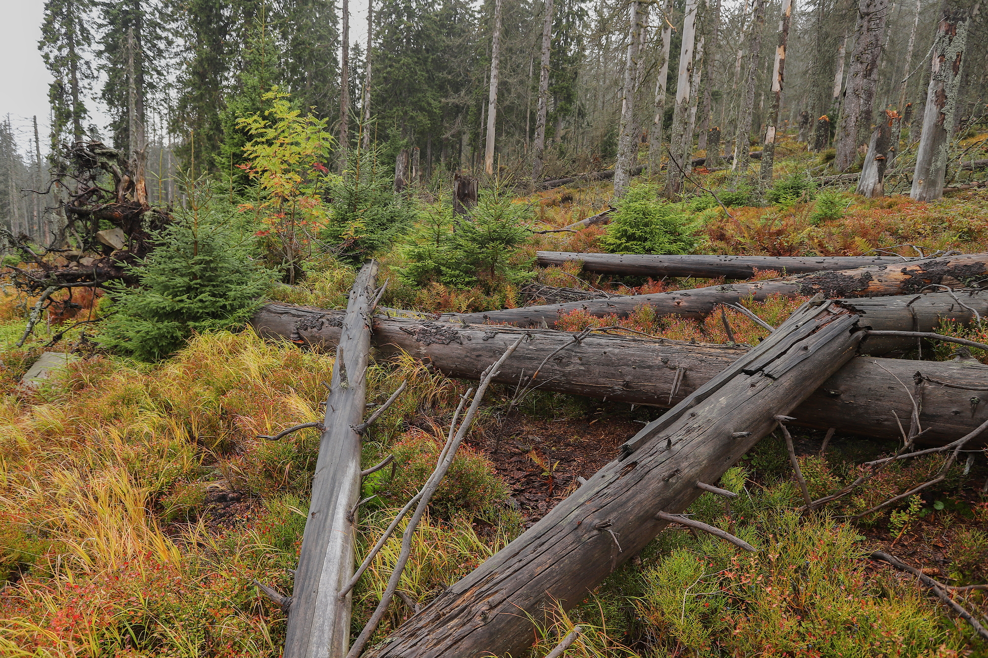 smrekový prales, spruce primary forest, Slovensko Canon EOS 6d mark II + Canon 17-40mm, 22mm, 1/40, f7.1, ISO 250, 22. september 2021