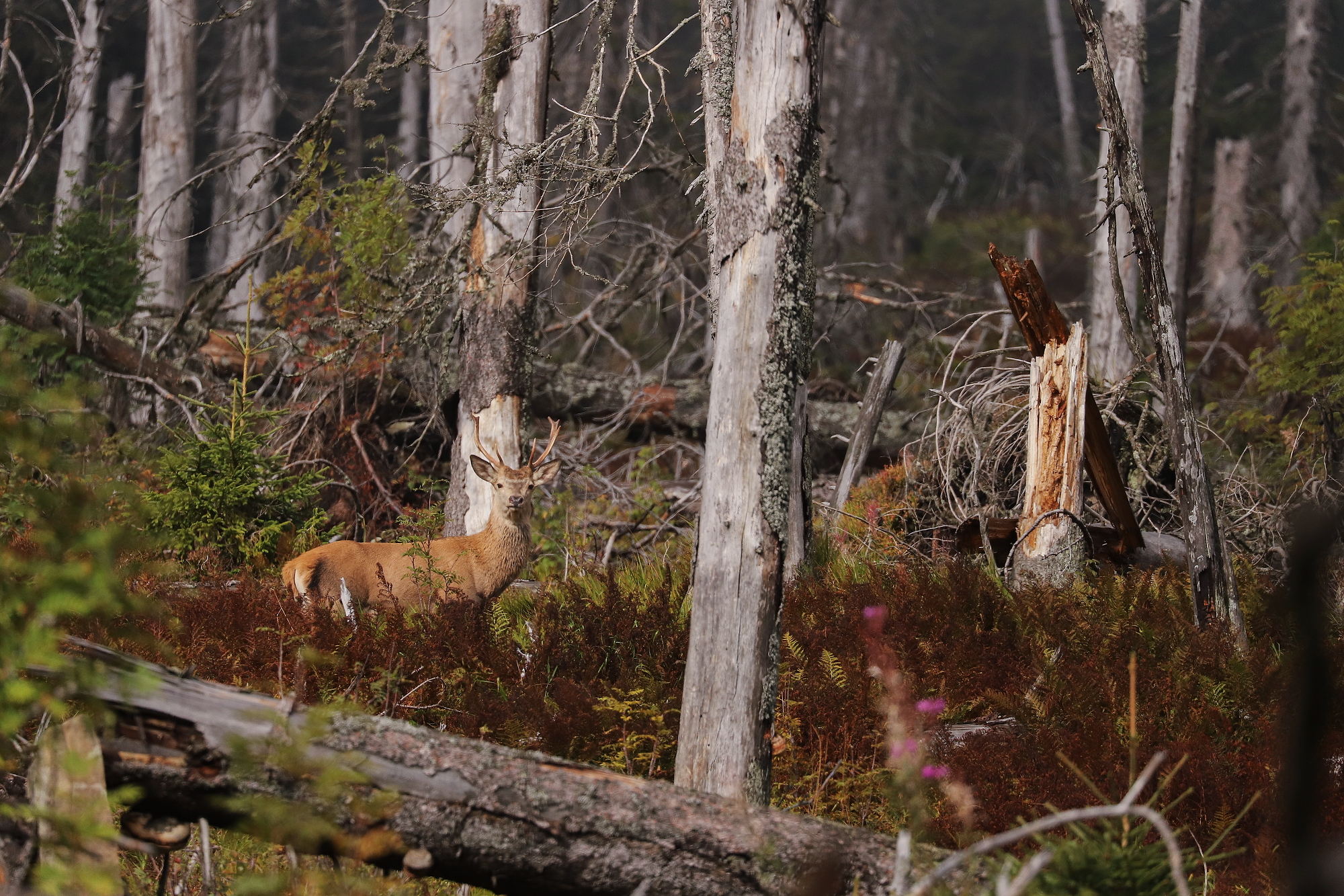 jeleň lesný (Cervus elaphus) Red deer, Slovensko Canon EOS 6d mark II + Canon 100-400 f4.5-5.6 L IS II USM, 400mm, 1/4000, f5.6, ISO 800, 23. september 2021