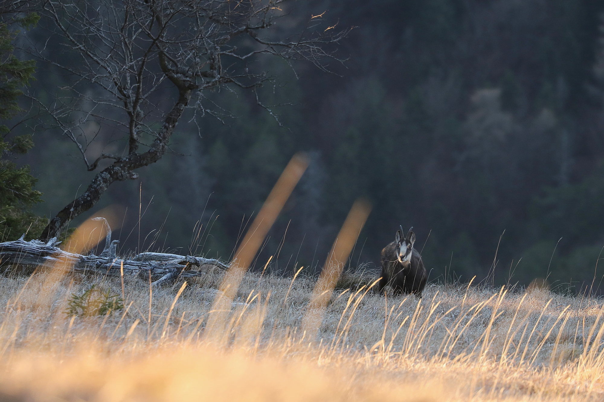 kamzík vrchovský alpský (Rupicapra rupicapra rupicapra) Alpine chamois, Veľká Fatra, Slovensko Canon EOS 6d mark II + Canon 100-400 f4.5-5.6 L IS II USM, 400mm, 1/160, f8, ISO 1000, 24. november 2021