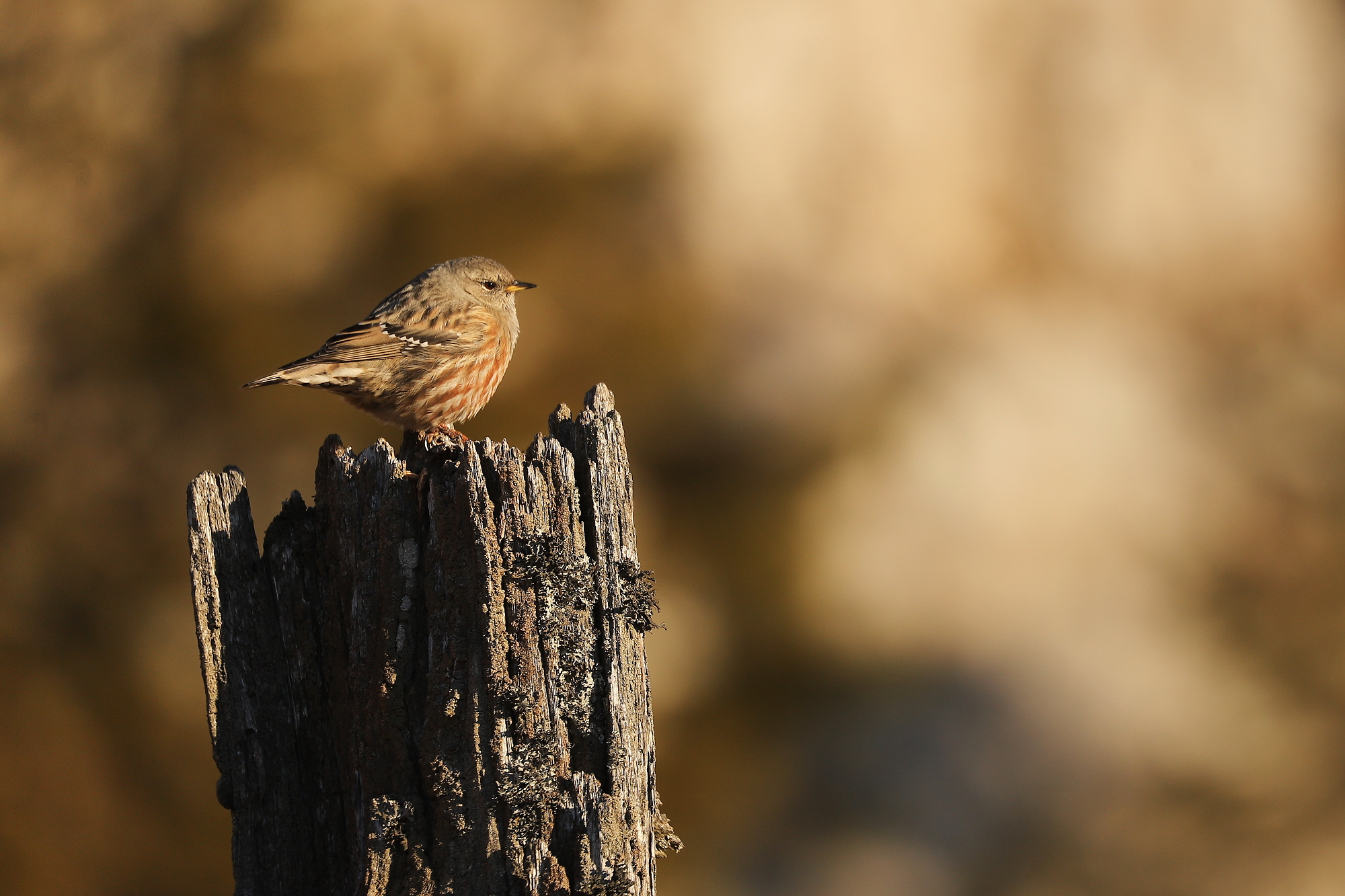 vrchárka červenkastá (Prunella collaris) Alpine accentor, Veľká Fatra, Slovensko Canon EOS 6d mark II + Canon 100-400 f4.5-5.6 L IS II USM, 400mm, 1/800, f5.6, ISO 200, 24. november 2021