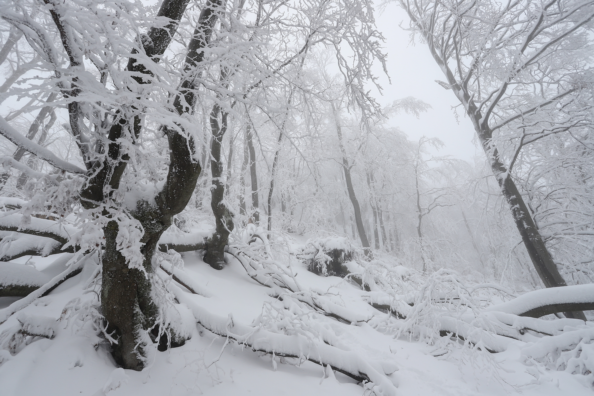 bukový les, Malá Fatra, Slovensko Canon EOS 6d mark II + Canon 17-40mm, 17mm, 1/100, f8, ISO 250, 1. december 2021