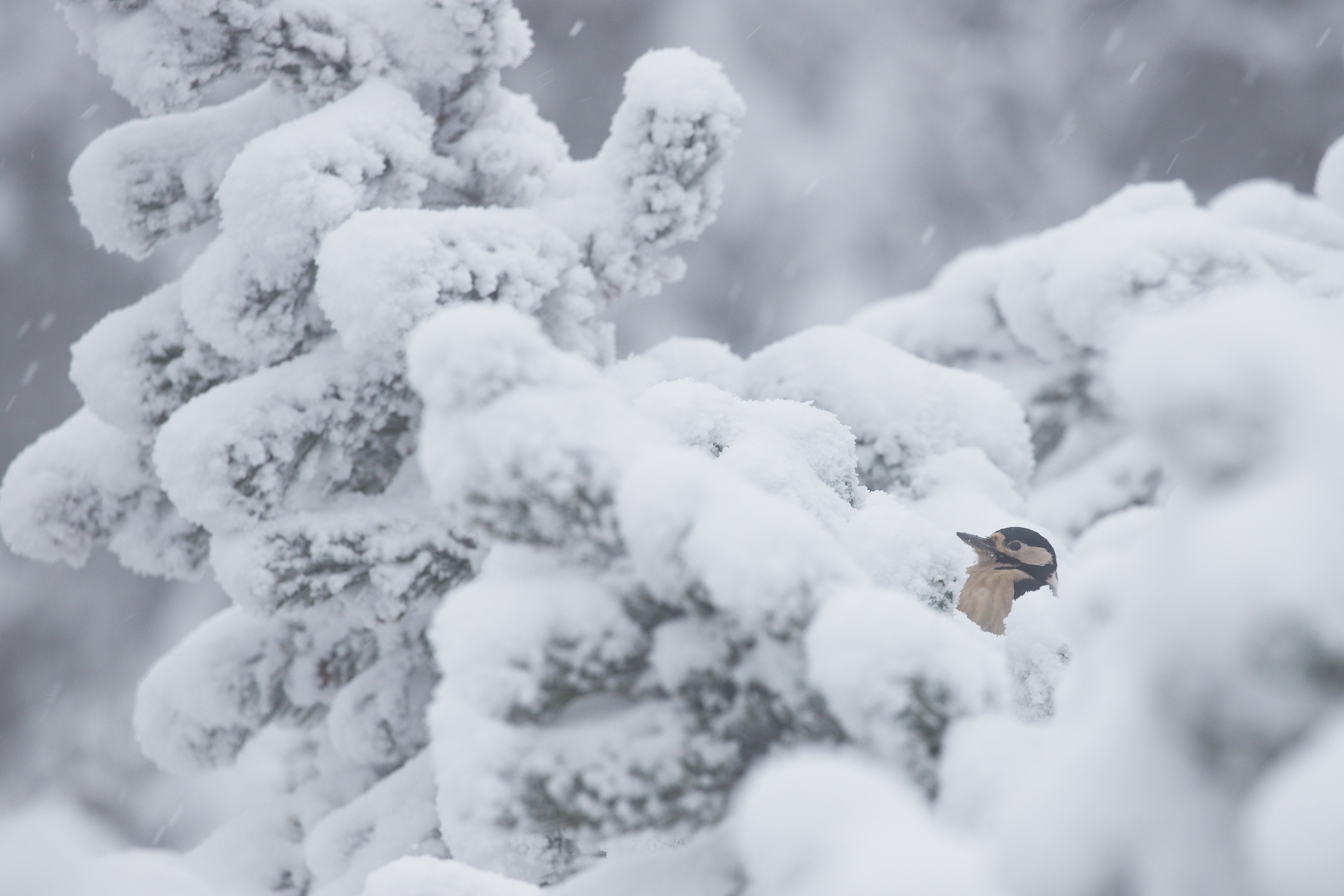 ďateľ veľký (Dendrocopos major) Great spotted woodpecker, Slovensko Canon EOS 6d mark II + Canon 100-400 f4.5-5.6 L IS II USM, 400mm, 1/200, f8, ISO 400, 29. november 2021