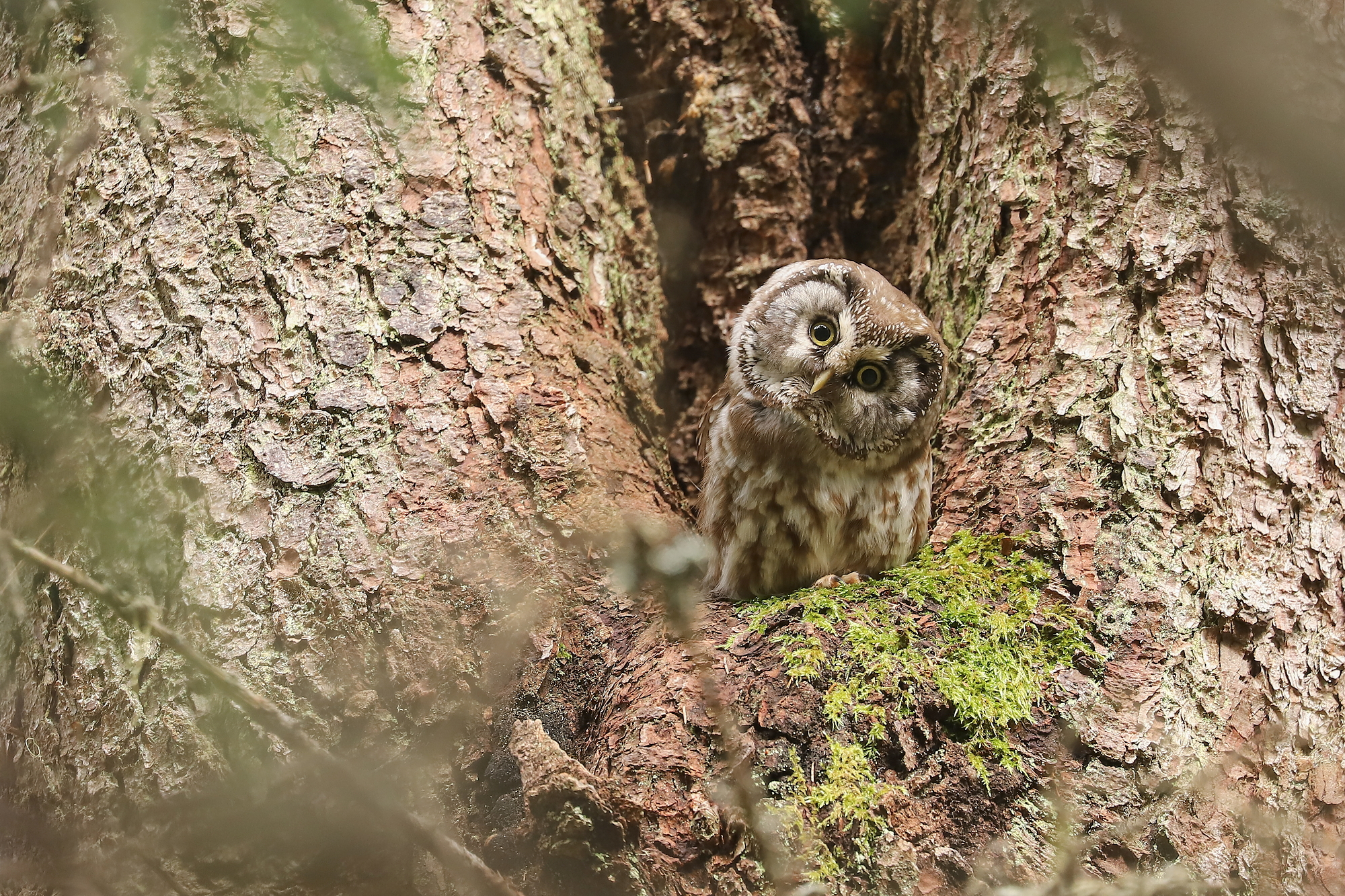 pôtik kapcavý (Aegolius funereus) Boreal owl, Parcul National Calimani, Romania Canon EOS 6d mark II + Canon 100-400 f4.5-5.6 L IS II USM, 400mm, 1/100, f5.6, ISO 1000, 15. jún 2021