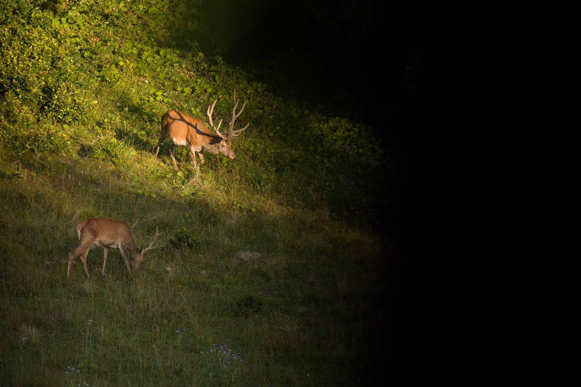 jeleň lesný (Cervus elaphus) Red deer, Malá Fatra, Slovensko Canon EOS 6d mark II + Canon 100-400 f4.5-5.6 L IS II USM, 400mm, 1/800, f5.6, ISO 1000, 3. august 2021