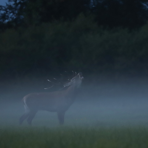 Rok 2021 vo fotografii - Fotografie divokej prírody | Matej Ferenčík - Slovakian Wilderness