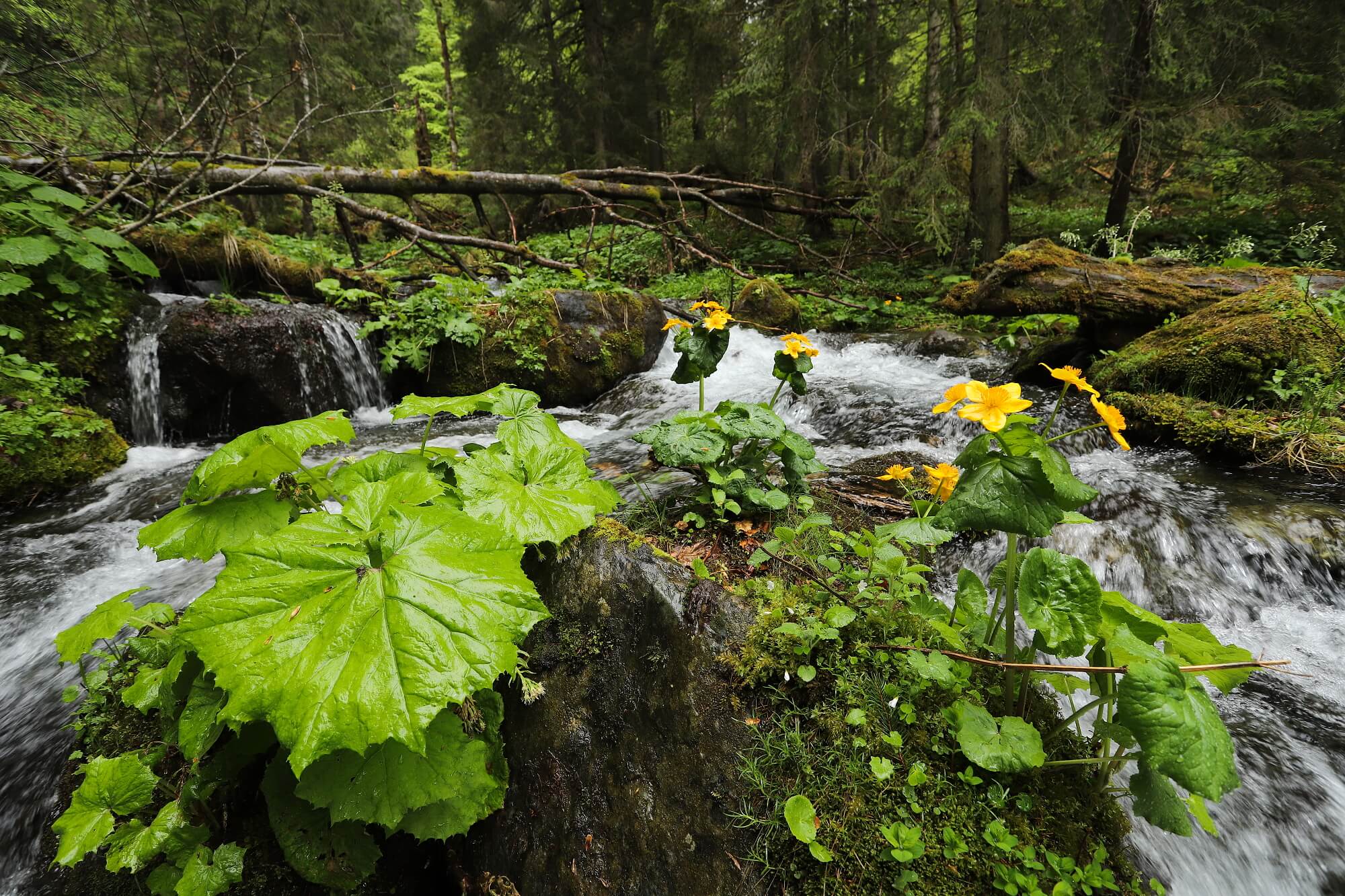 záružlie po daždi, Fagaraš, Rumunsko Canon EOS 6d mark II + Canon 17-40mm, 17mm, 1/80, f8, ISO 500, 17. máj 2022