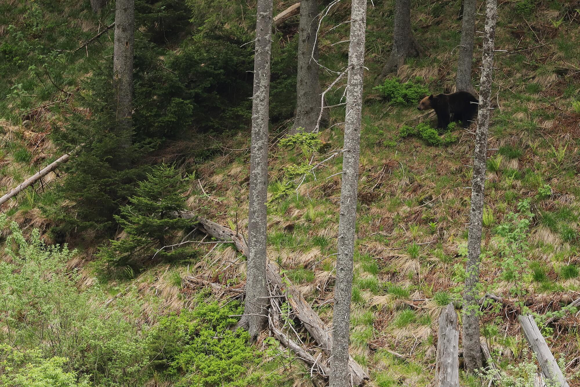 medveď hnedý (Ursus arctos), Fagaraš, Rumunsko Canon EOS 6d mark II + Canon 100-400 f4.5-5.6 L IS II USM, 400mm, 1/50, f5.6, ISO 1000, 22. máj 2022