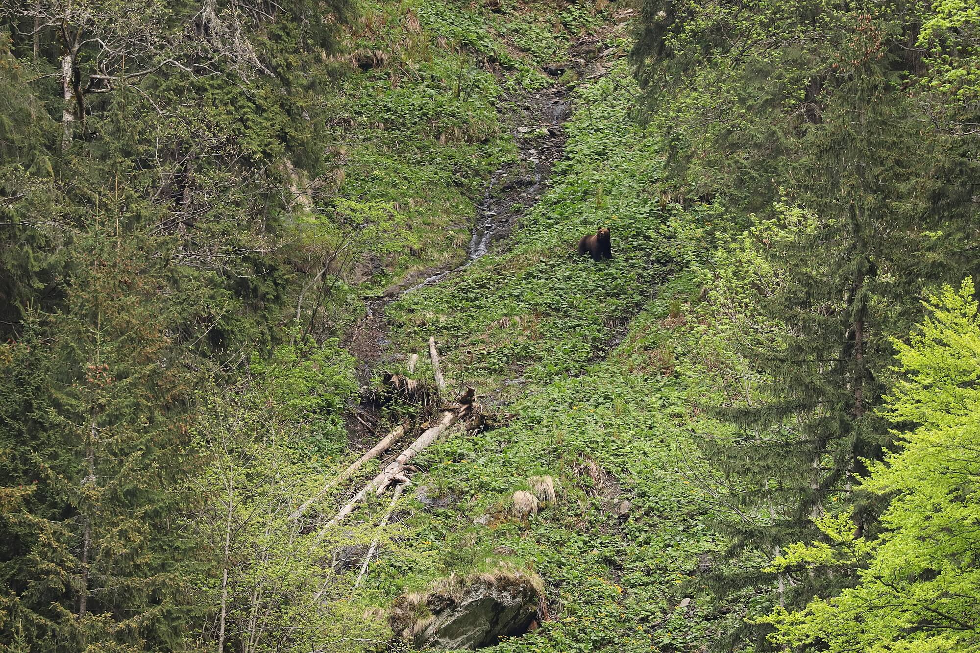 medveď hnedý (Ursus arctos), Fagaraš, Rumunsko Canon EOS 6d mark II + Canon 100-400 f4.5-5.6 L IS II USM, 400mm, 1/160, f8, ISO 1000, 23. máj 2022