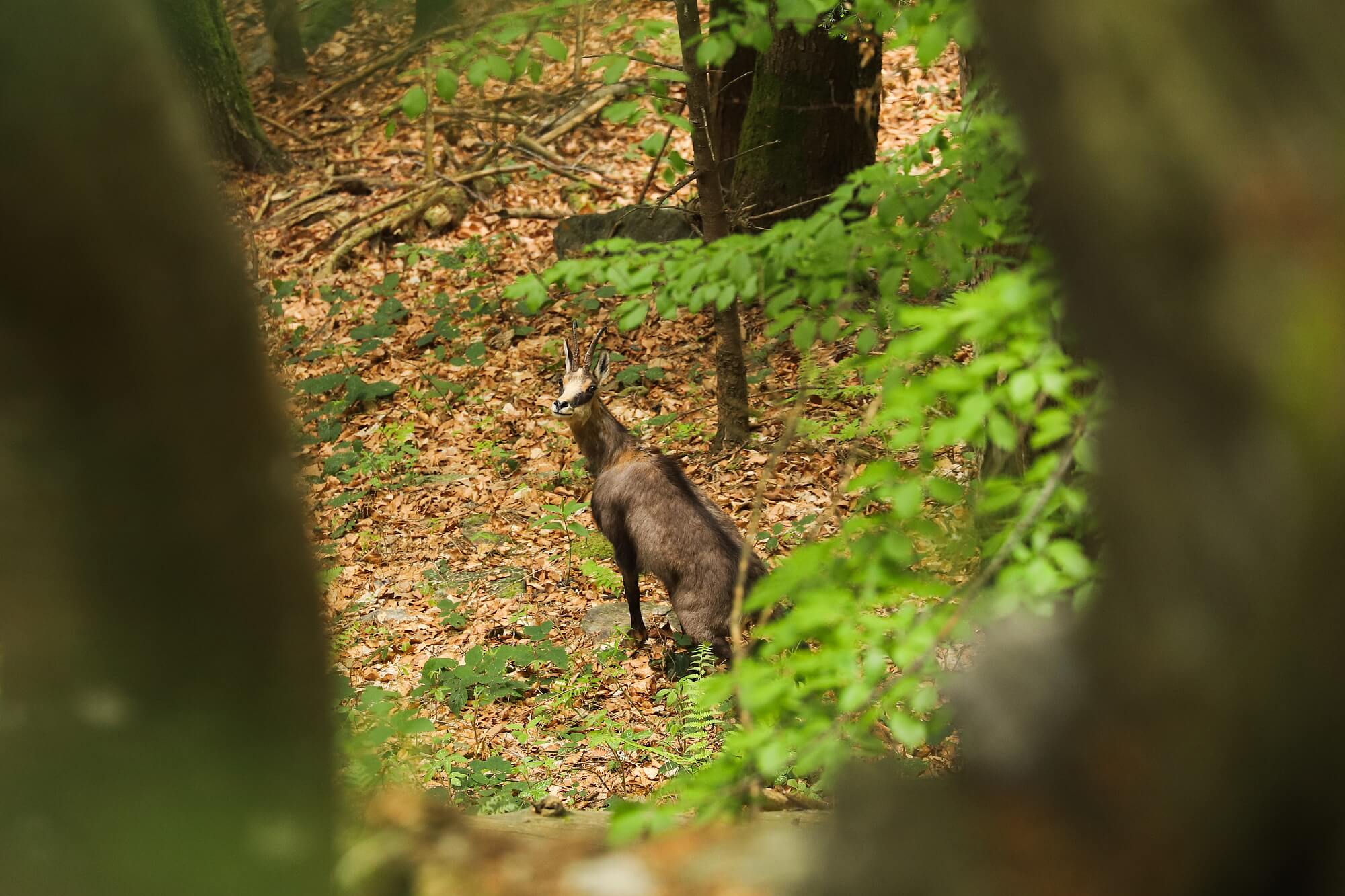 kamzík vrchovský balkánsky (Rupicapra rupicapra balcanica), Fagaraš, Rumunsko Canon EOS 6d mark II + Canon 100-400 f4.5-5.6 L IS II USM, 400mm, 1/100, f5.6, ISO 1600, 24. máj 2022