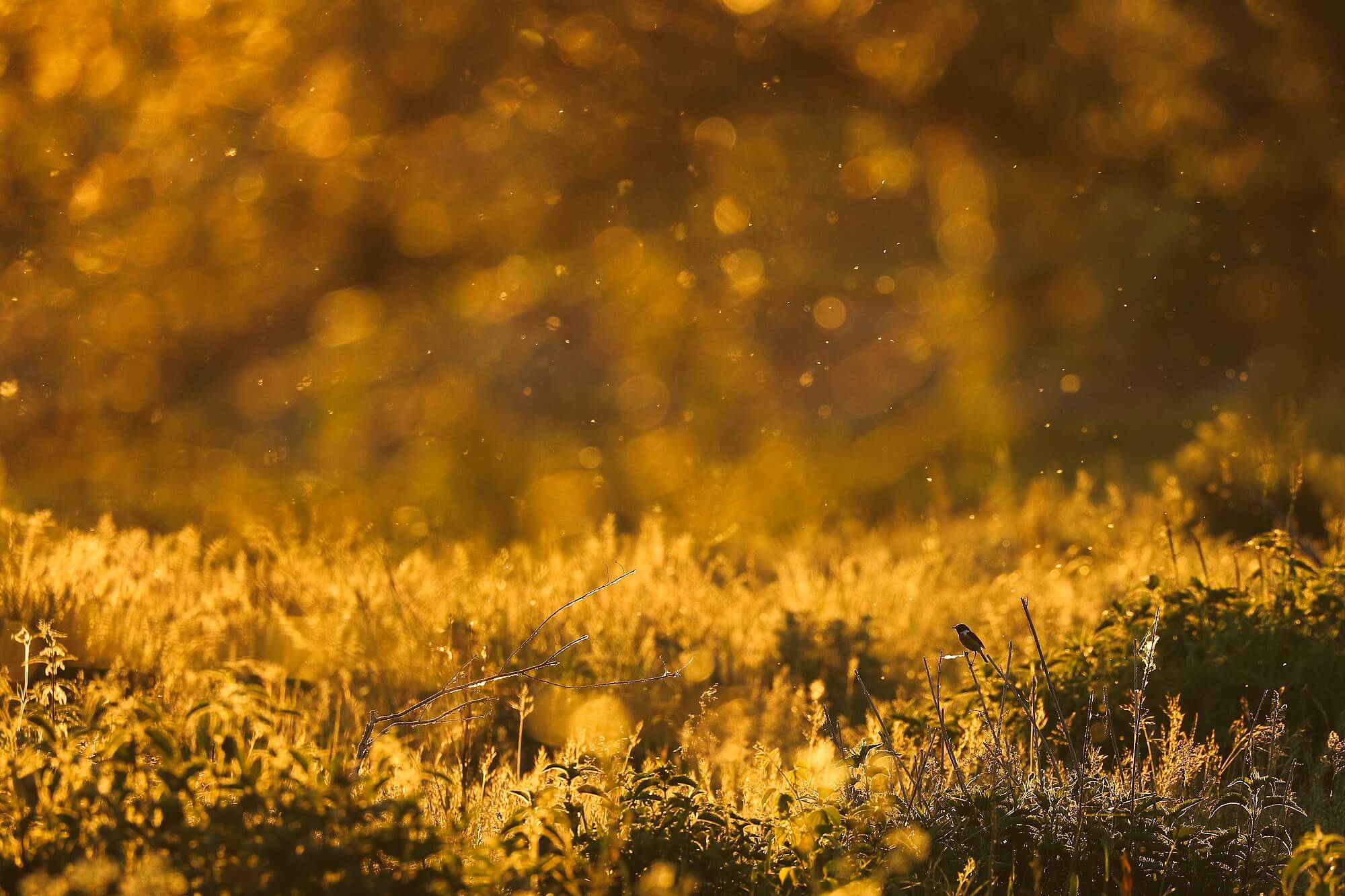 pŕhľaviar čiernohlavý (Saxicola rubicola), Transylvánia, Rumunsko Canon EOS 6d mark II + Canon 100-400 f4.5-5.6 L IS II USM, 400mm, 1/640, f5.6, ISO 640, 27. máj 2022