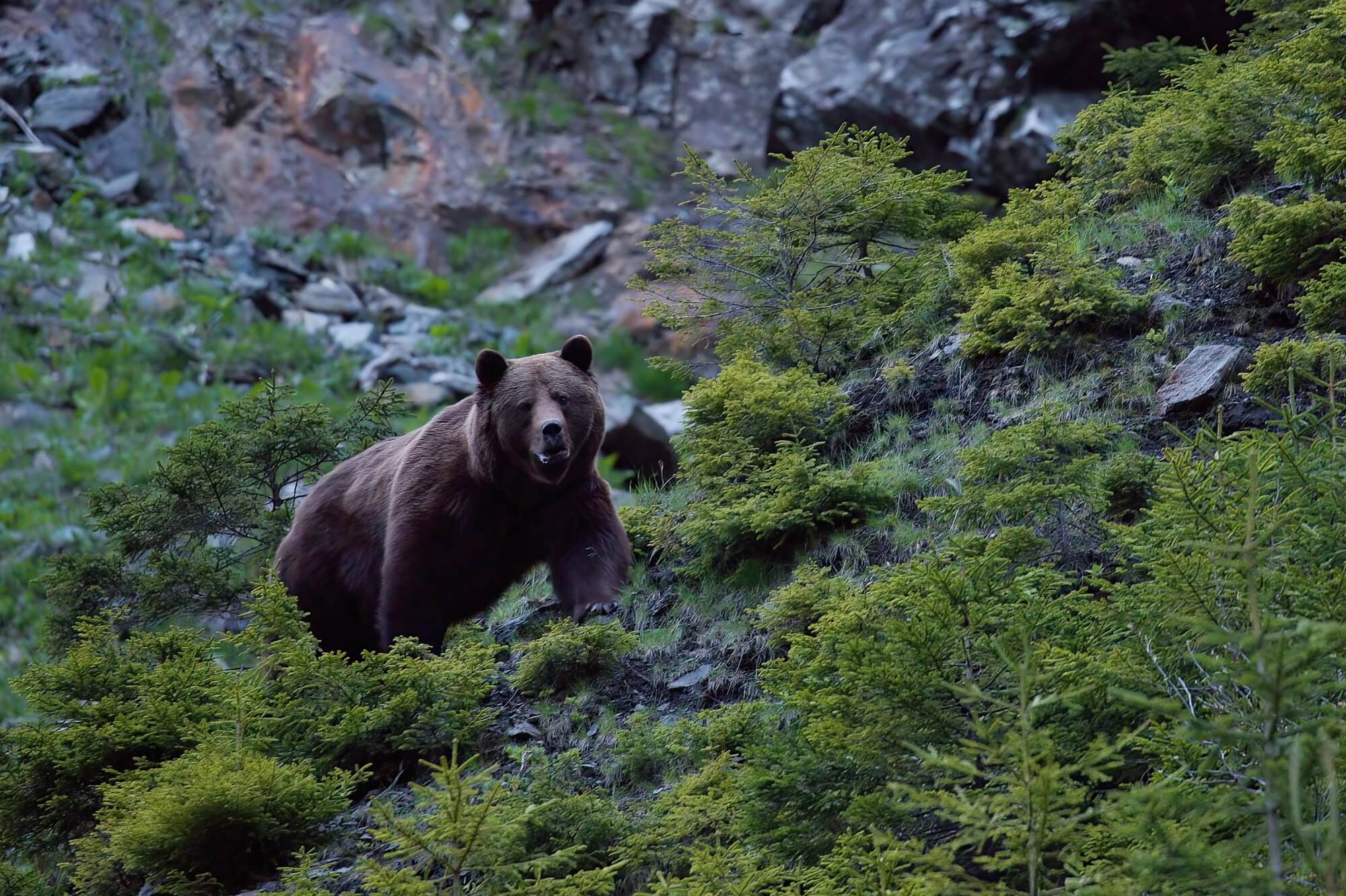 medveď hnedý (Ursus arctos), Fagaraš, Rumunsko Canon EOS 6d mark II + Canon 100-400 f4.5-5.6 L IS II USM, 400mm, 1/40, f5.6, ISO 5000, 20. máj 2022