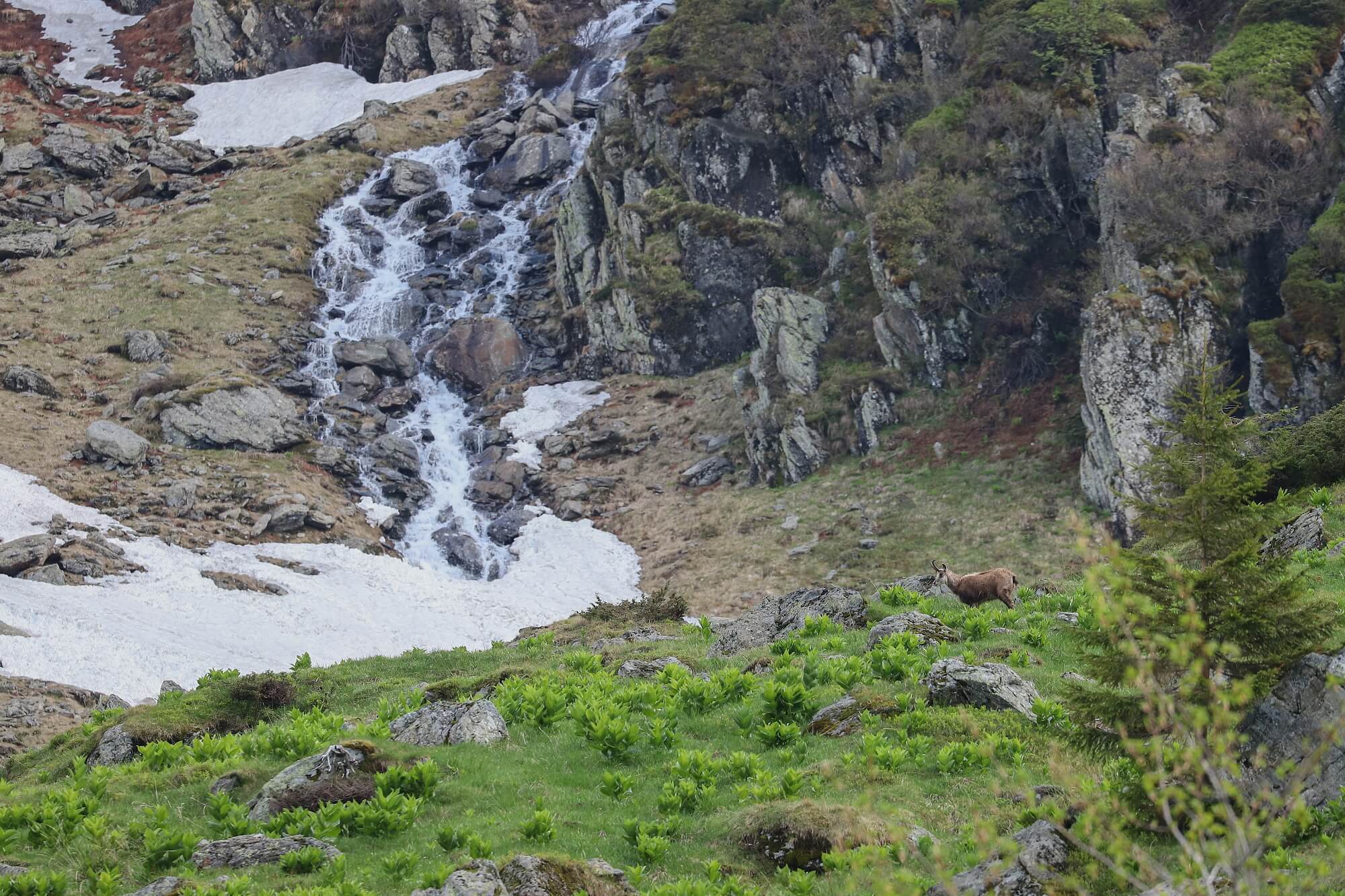 kamzík vrchovský balkánsky (Rupicapra rupicapra balcanica), Fagaraš, Rumunsko Canon EOS 6d mark II + Canon 100-400 f4.5-5.6 L IS II USM, 400mm, 1/200, f8, ISO 800, 30. máj 2022