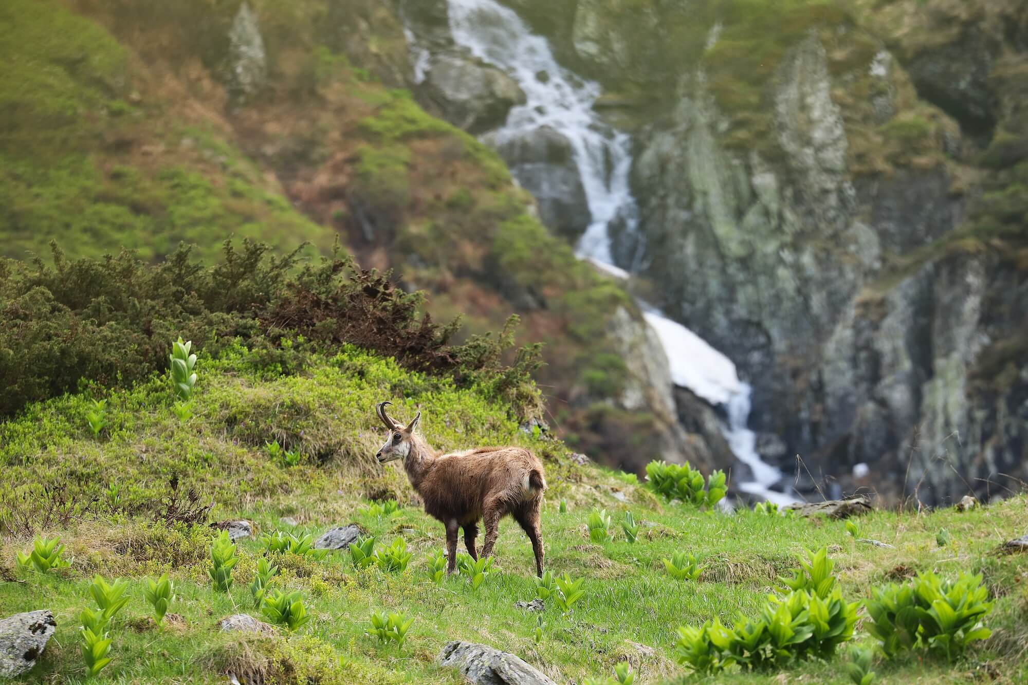 kamzík vrchovský balkánsky (Rupicapra rupicapra balcanica), Fagaraš, Rumunsko Canon EOS 6d mark II + Canon 100-400 f4.5-5.6 L IS II USM, 400mm, 1/160, f8, ISO 800, 30. máj 2022