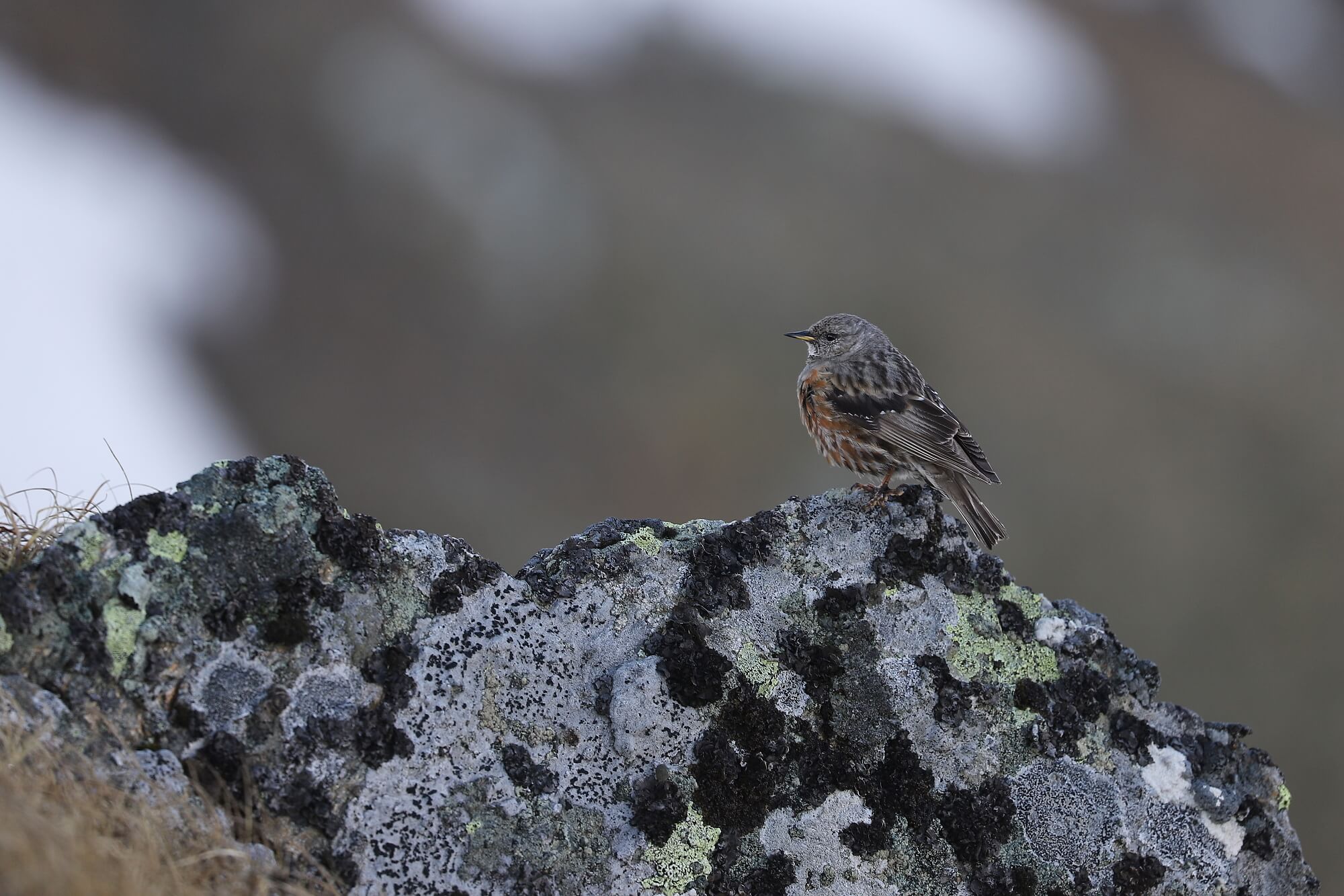 vrchárka červenkastá (Prunella collaris), Maldoveanu, Fagaraš, Rumunsko Canon EOS 6d mark II + Canon 100-400 f4.5-5.6 L IS II USM, 400mm, 1/125, f5.6, ISO 125, 6. jún 2022