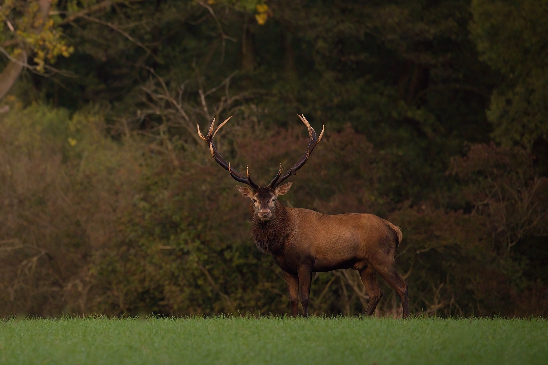 jeleň lesný (Cervus elaphus), Red deer, Turčianska kotlina, Slovensko Canon EOS 6d mark II + Canon 100-400 f4.5-5.6 L IS II USM, 400mm, 1/320, f5.6, ISO 2000, 26. september 2022