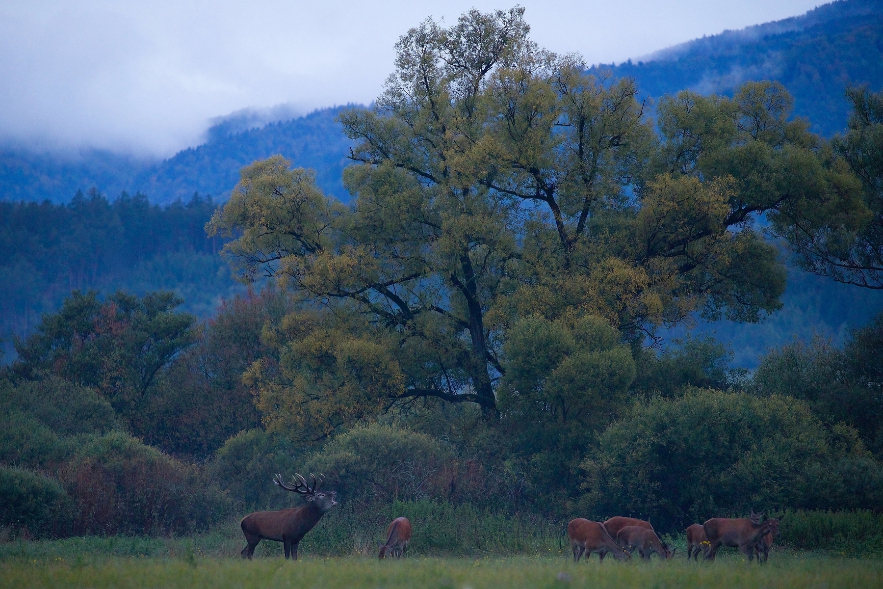 jeleň lesný (Cervus elaphus), Red deer, Turčianska kotlina, Slovensko Canon EOS 6d mark II + Canon 100-400 f4.5-5.6 L IS II USM, 400mm, 1/30, f5.6, ISO 5000, 27. september 2022