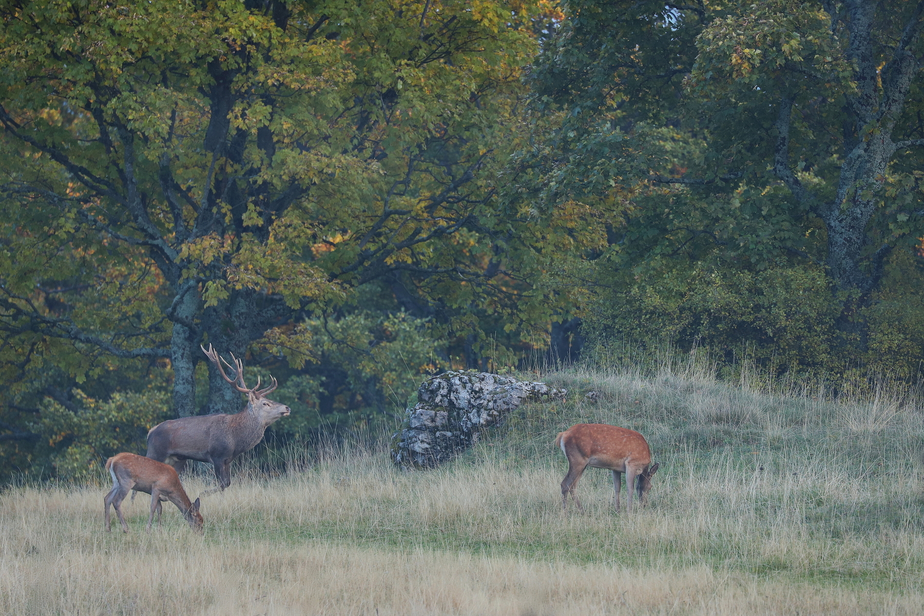 jeleň lesný (Cervus elaphus), Red deer, Malá Fatra, Slovensko Canon EOS 6d mark II + Canon 100-400 f4.5-5.6 L IS II USM, 400mm, 1/160, f5.6, ISO 1250, 29. september 2022