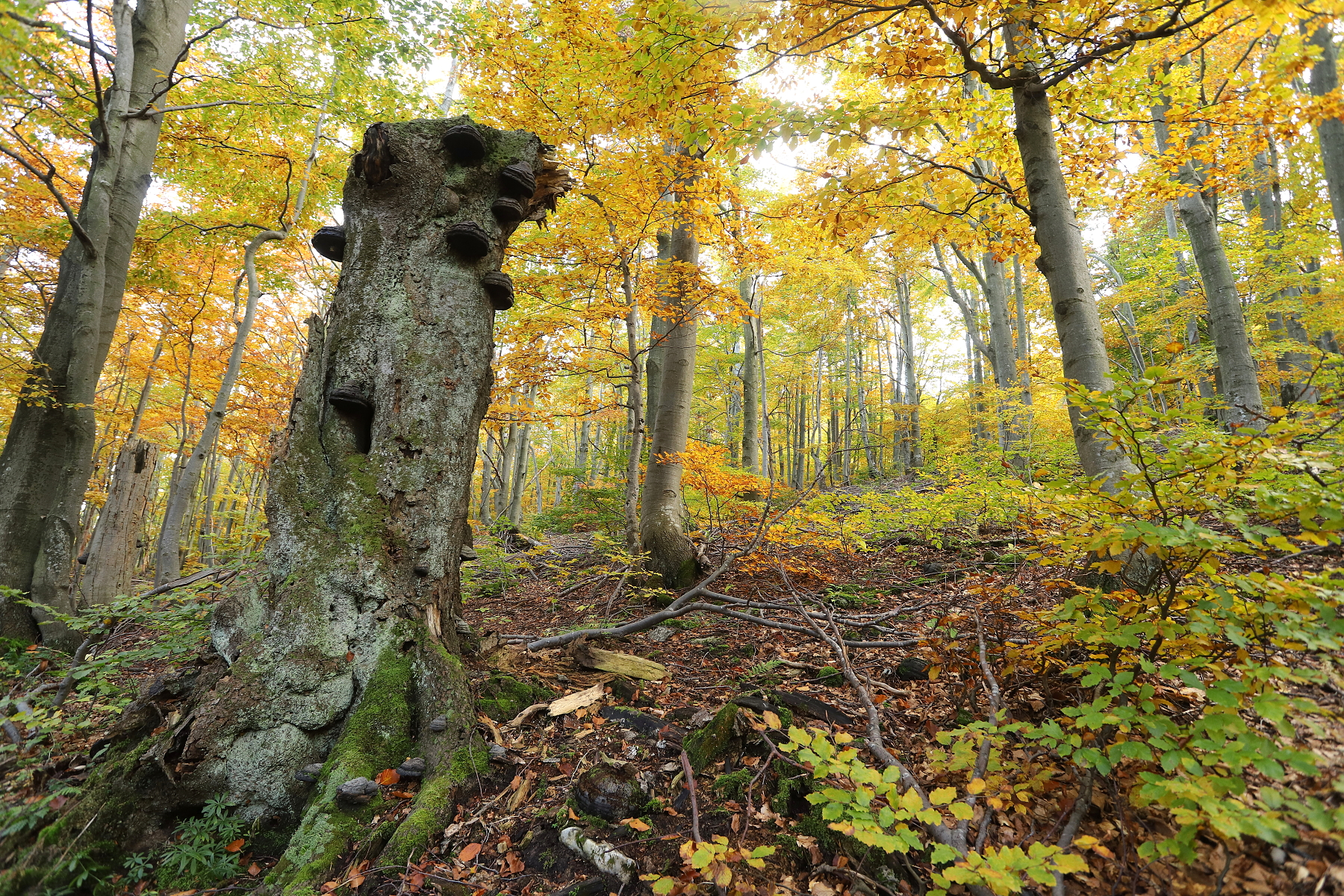 jesenný les, Malá Fatra, Slovensko Canon EOS 6d mark II + Canon 17-40mm, 17mm, 1/20, f5.6, ISO 640, 7. október 2022