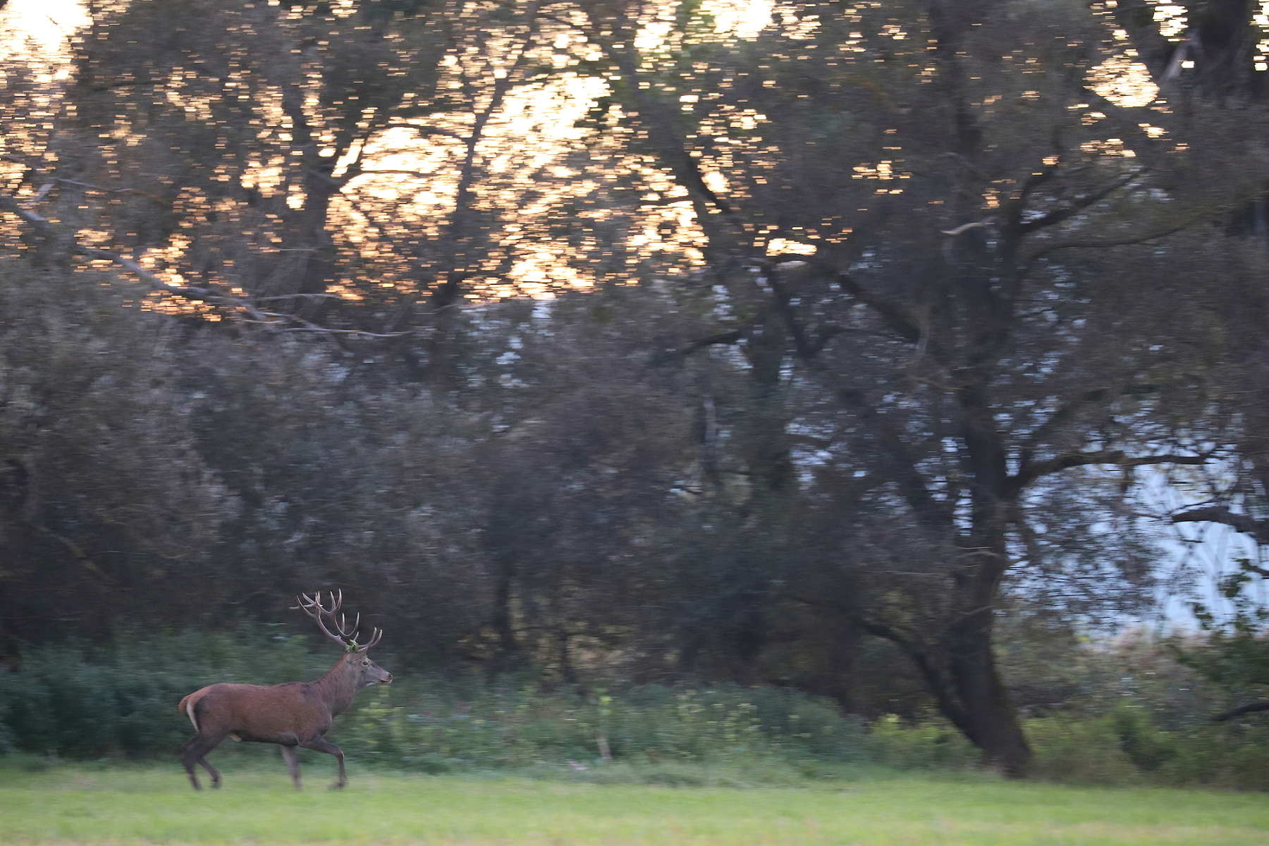 jeleň lesný (Cervus elaphus), Red deer, Turčianska kotlina, Slovensko Canon EOS 6d mark II + Canon 100-400 f4.5-5.6 L IS II USM, 300mm, 1/30, f5.6, ISO 5000, 22. september 2022