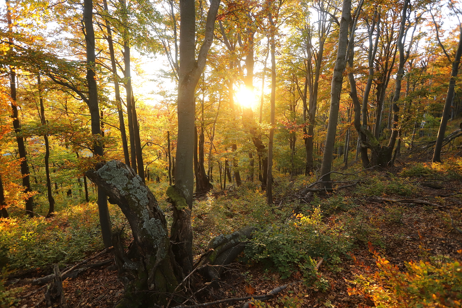 jesenný les, Malá Fatra, Slovensko Canon EOS 6d mark II + Canon 17-40mm, 17mm, 1/80, f4.5, ISO 640, 7. október 2022