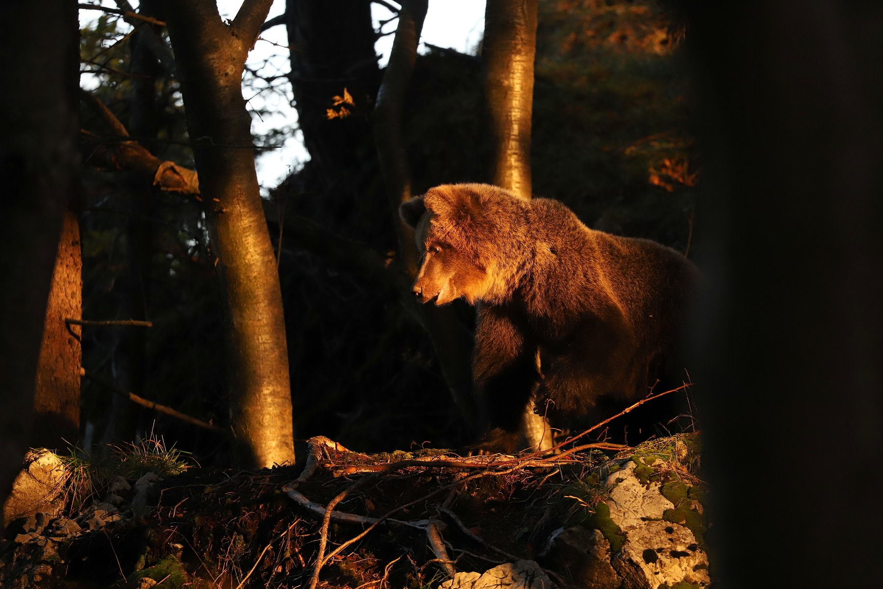 medveď hnedý (Ursus arctos) Brown bear, Malá Fatra, Slovensko Canon EOS 6d mark II + Canon 100-400 f4.5-5.6 L IS II USM, 400mm, 1/500, f5.6, ISO 2000, 7. október 2022