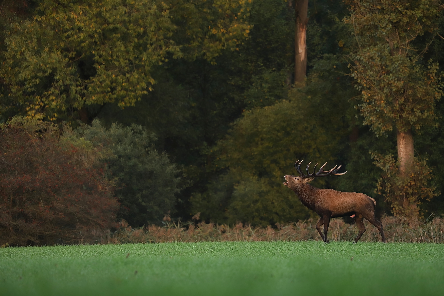 jeleň lesný (Cervus elaphus), Red deer, Turčianska kotlina, Slovensko Canon EOS 6d mark II + Canon 100-400 f4.5-5.6 L IS II USM, 400mm, 1/200, f5.6, ISO 1600, 26. september 2022