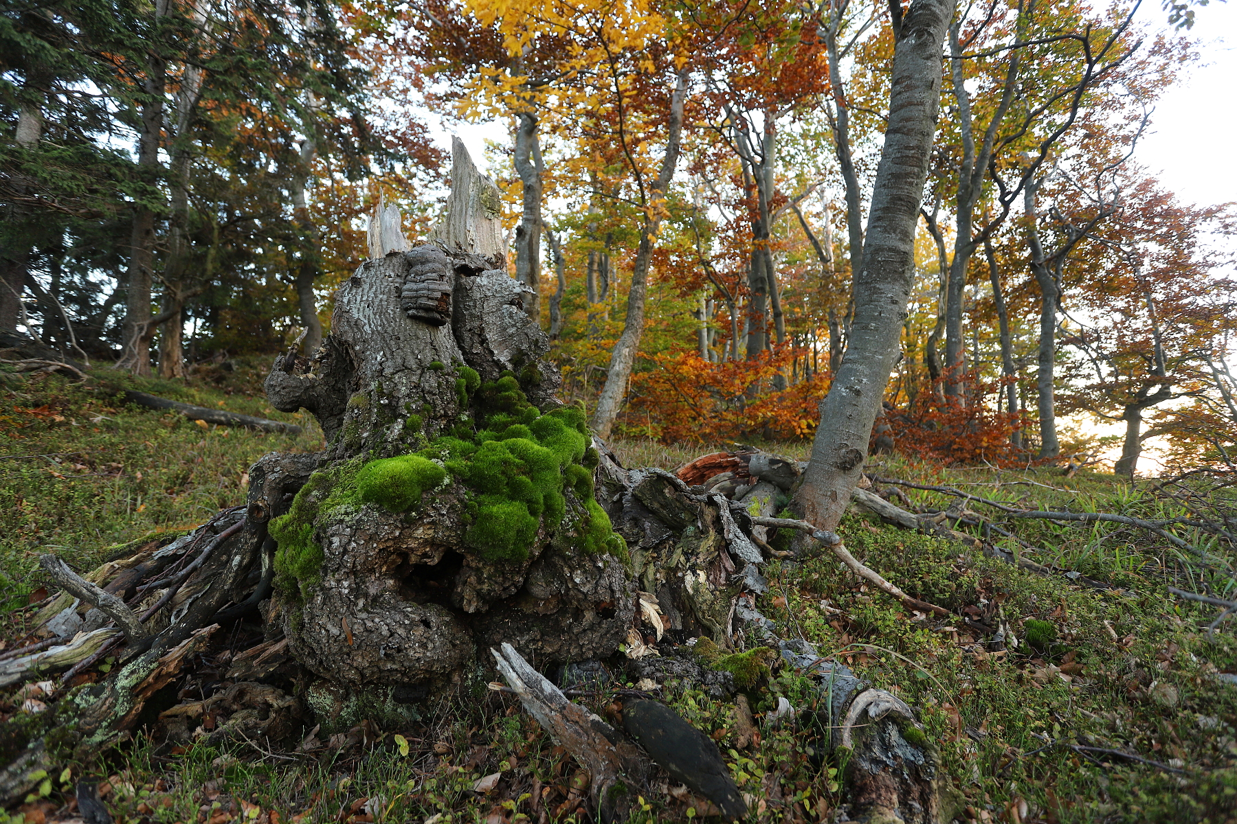 jesenný les, Malá Fatra, Slovensko Canon EOS 6d mark II + Canon 17-40mm, 17mm, 1/30, f4.5, ISO 500, 7. október 2022