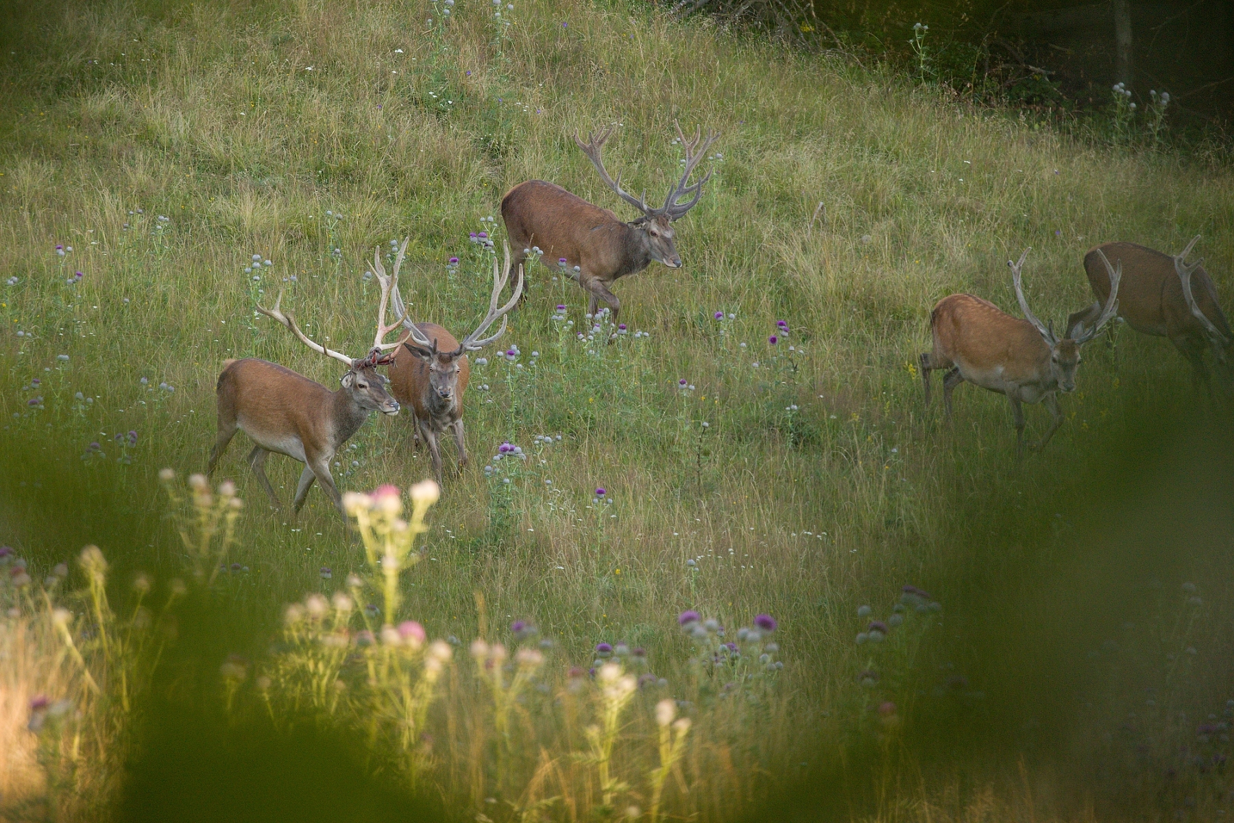Jeleň lesný (Cervus elaphus), Malá Fatra, Slovensko (11)
