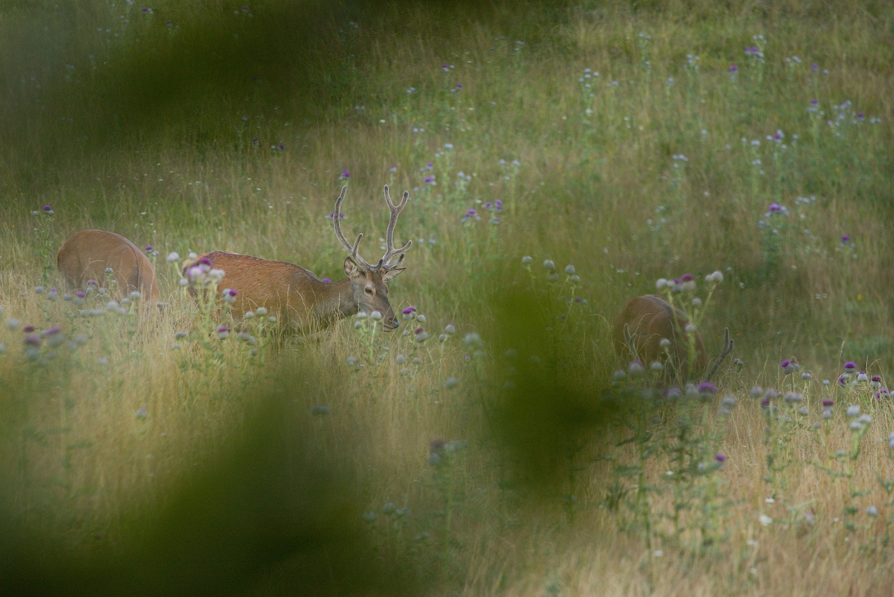 Jeleň lesný (Cervus elaphus), Malá Fatra, Slovensko (12)