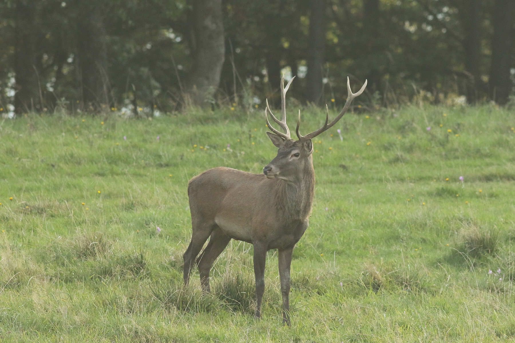 Jeleň lesný (Cervus elaphus), Malá Fatra, Slovensko (14)