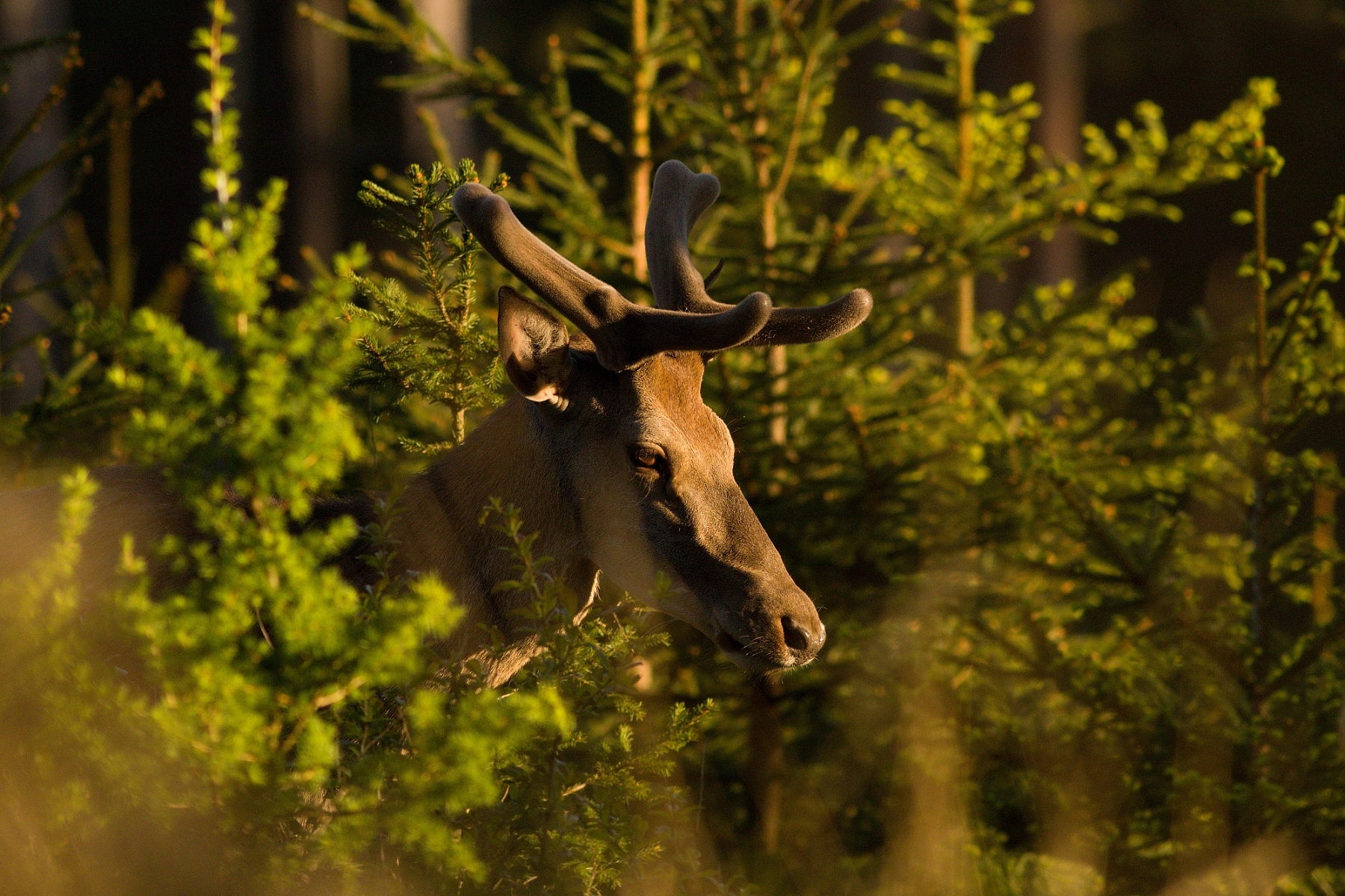 Jeleň lesný (Cervus elaphus), Malá Fatra, Slovensko (15)