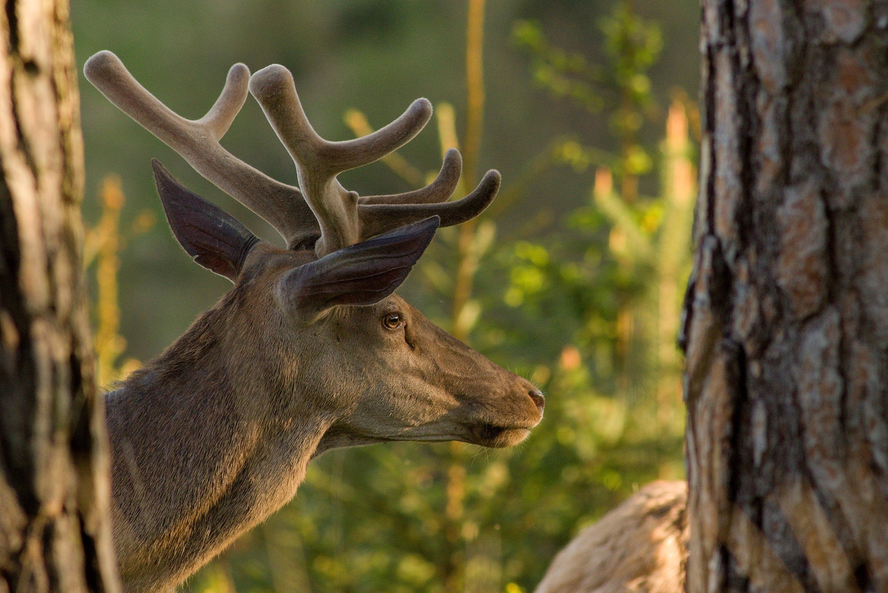 Jeleň lesný (Cervus elaphus), Malá Fatra, Slovensko (16)