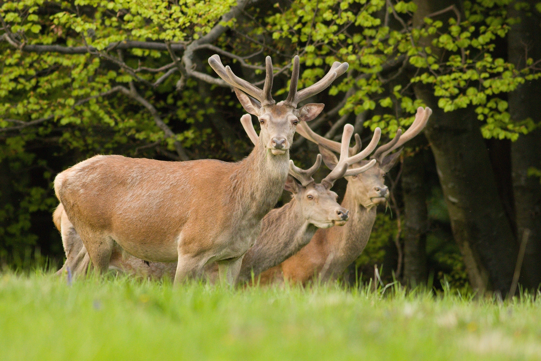 Jeleň lesný (Cervus elaphus), Malá Fatra, Slovensko (17)