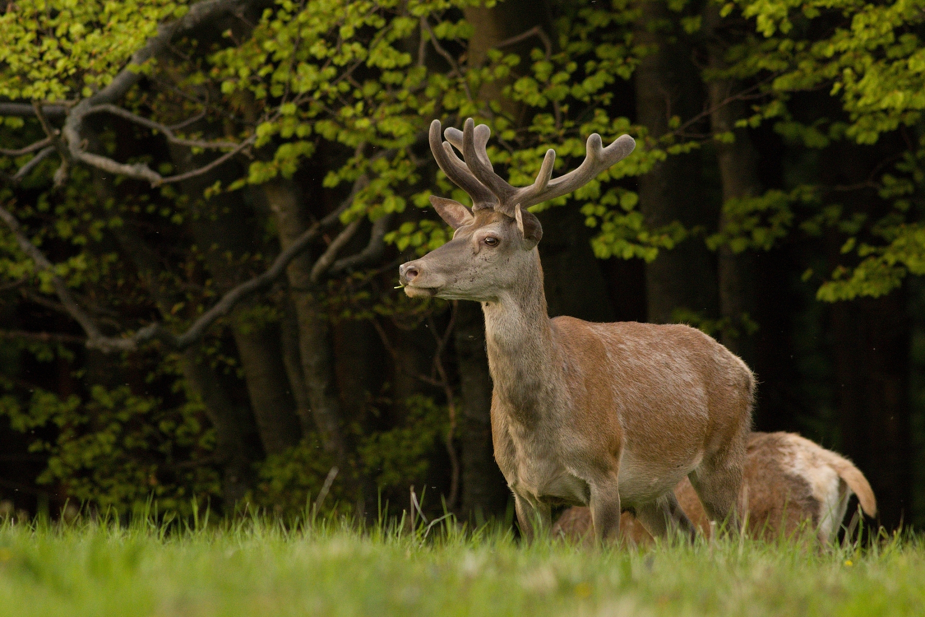 Jeleň lesný (Cervus elaphus), Malá Fatra, Slovensko (18)