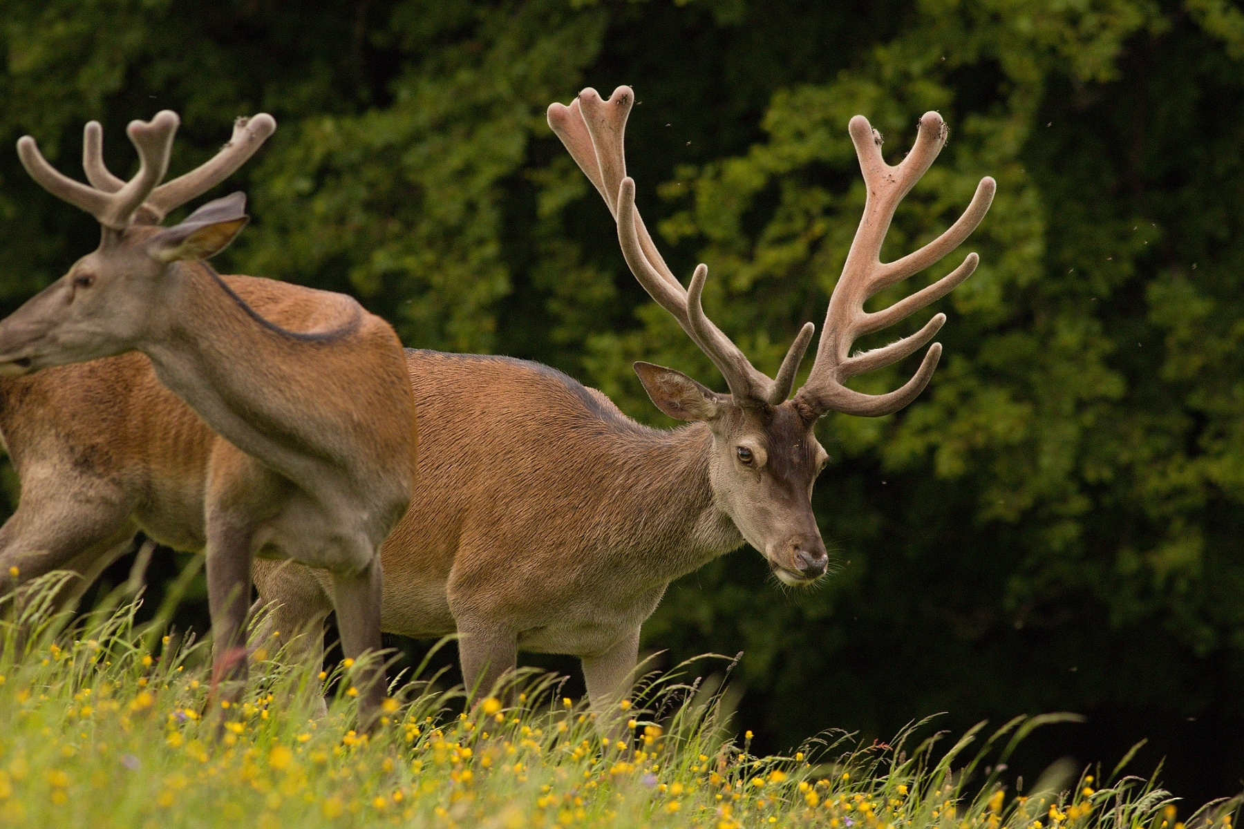 Jeleň lesný (Cervus elaphus), Malá Fatra, Slovensko (20)