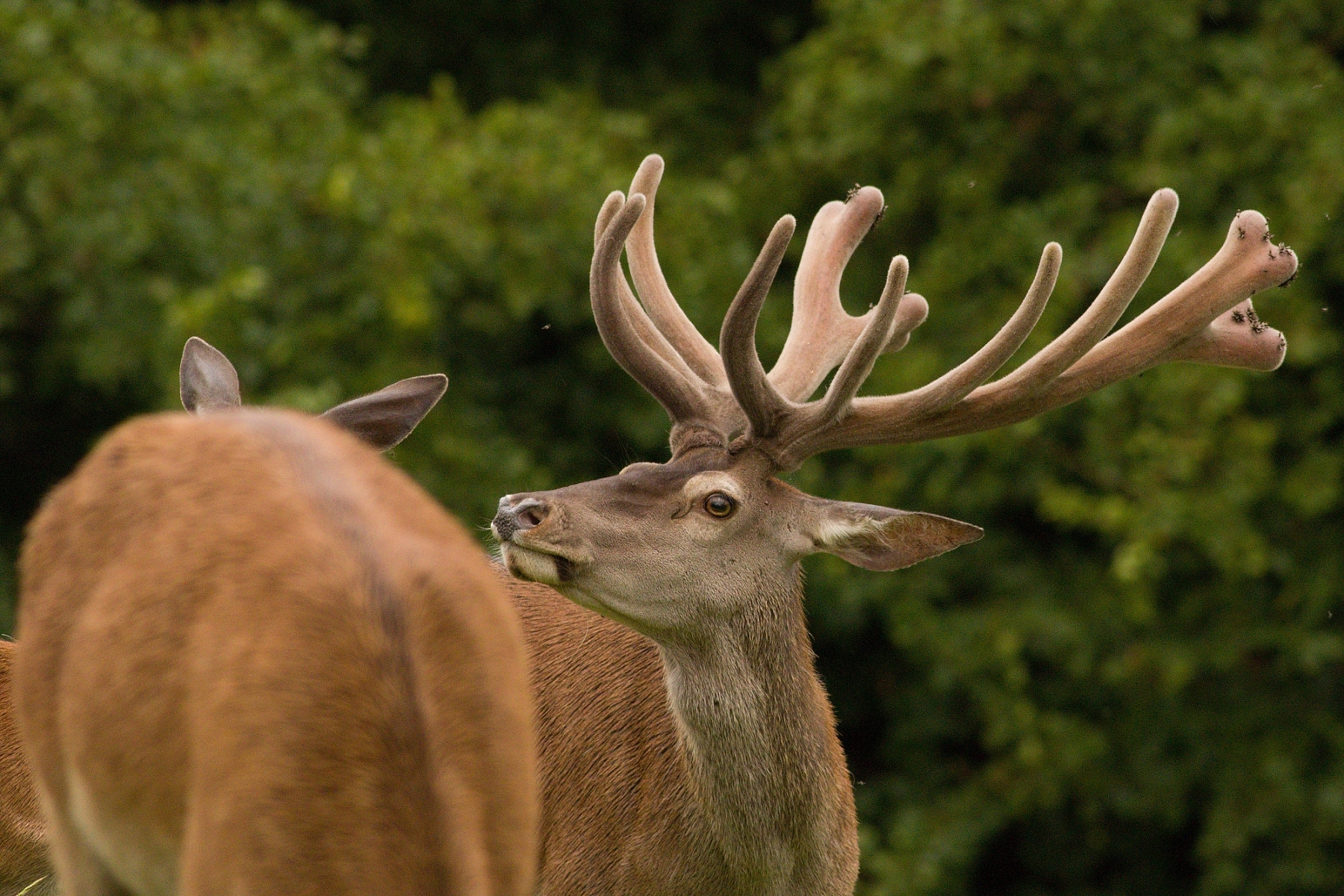 Jeleň lesný (Cervus elaphus), Malá Fatra, Slovensko (21)